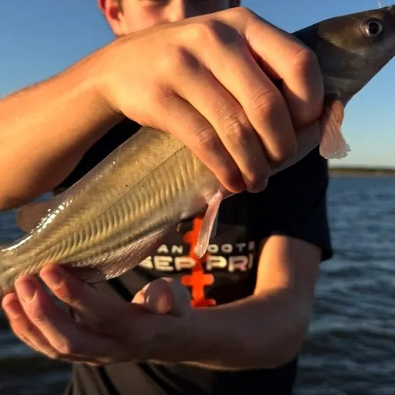 Channel catfish caught on Fishbrain