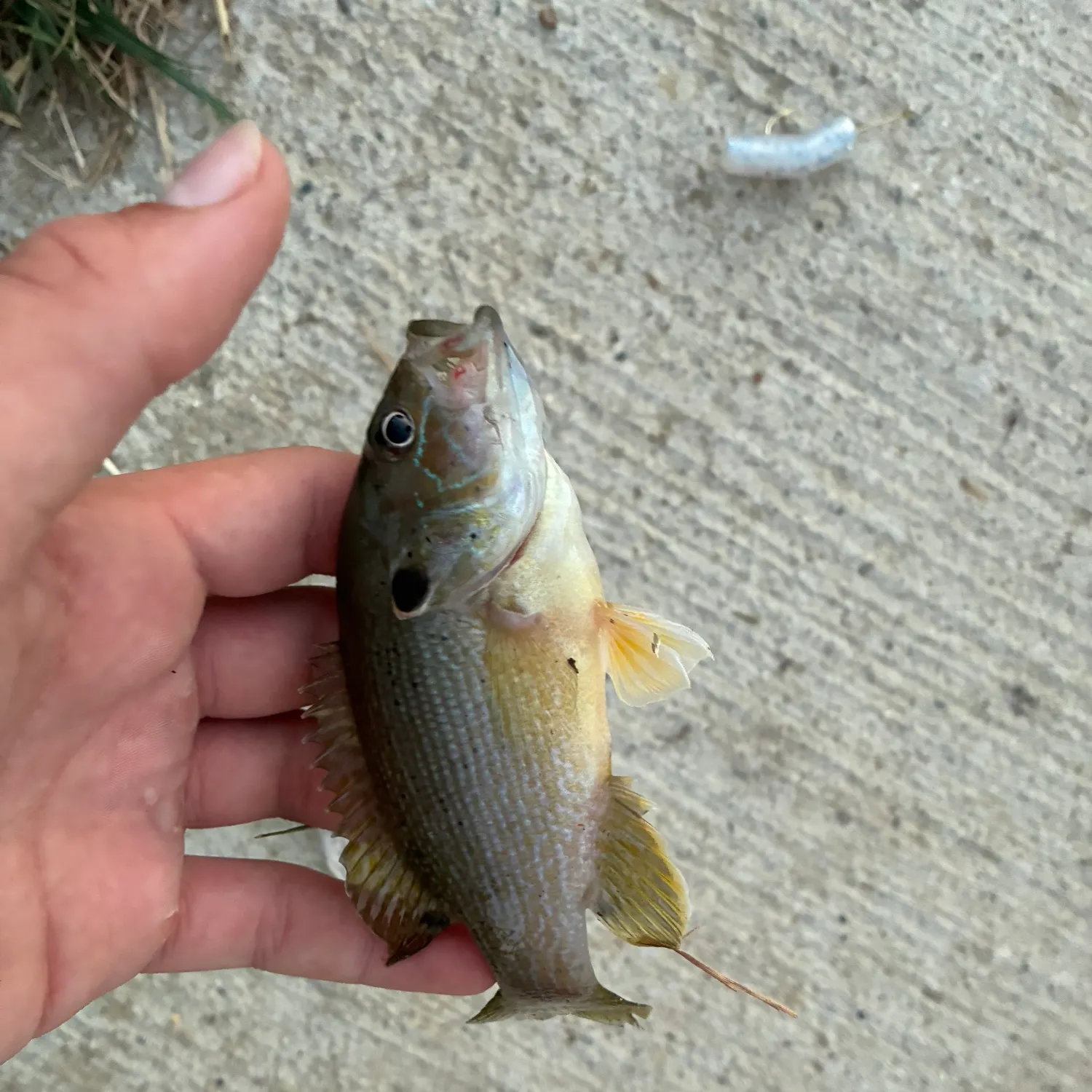 Green sunfish caught on Fishbrain