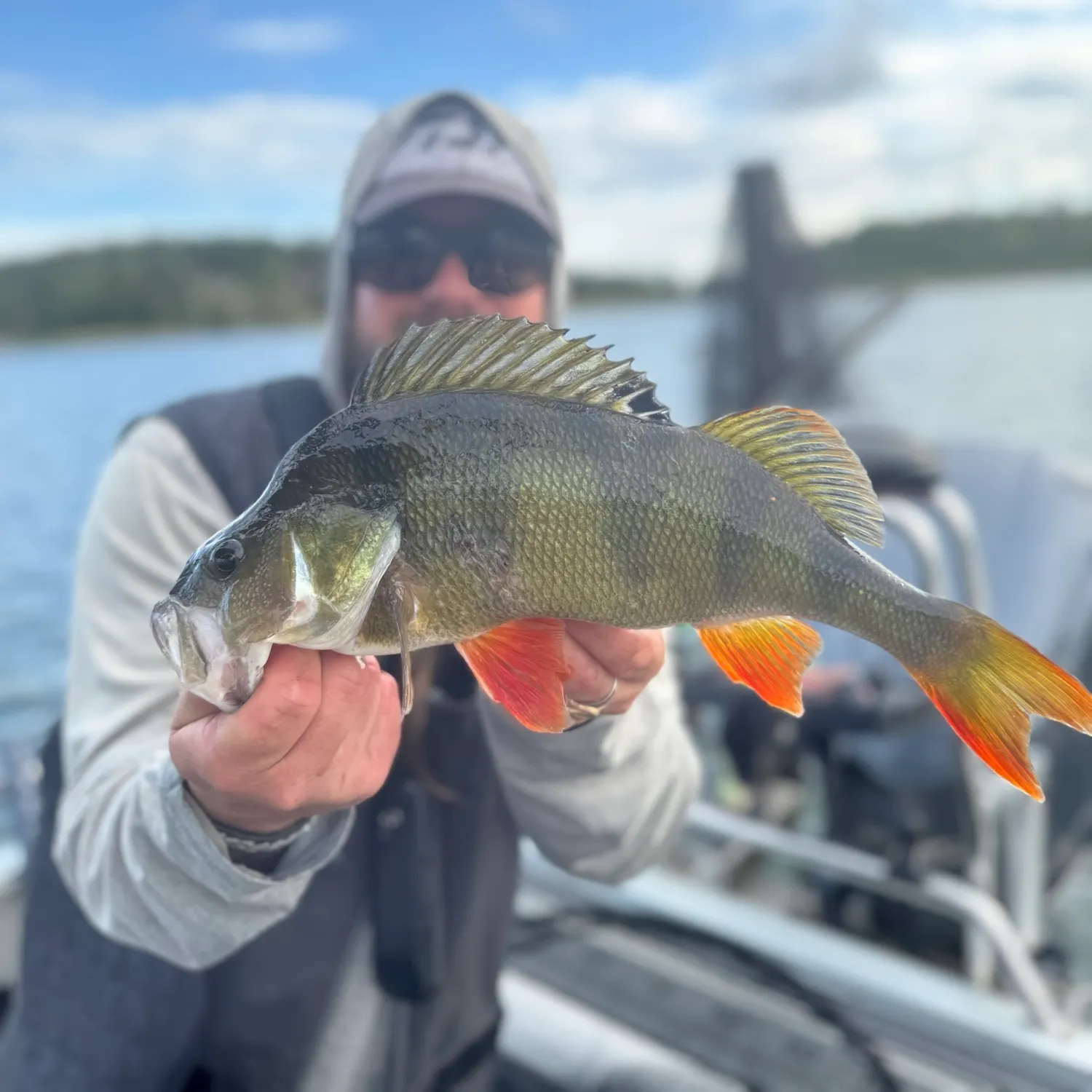 European perch caught on Fishbrain