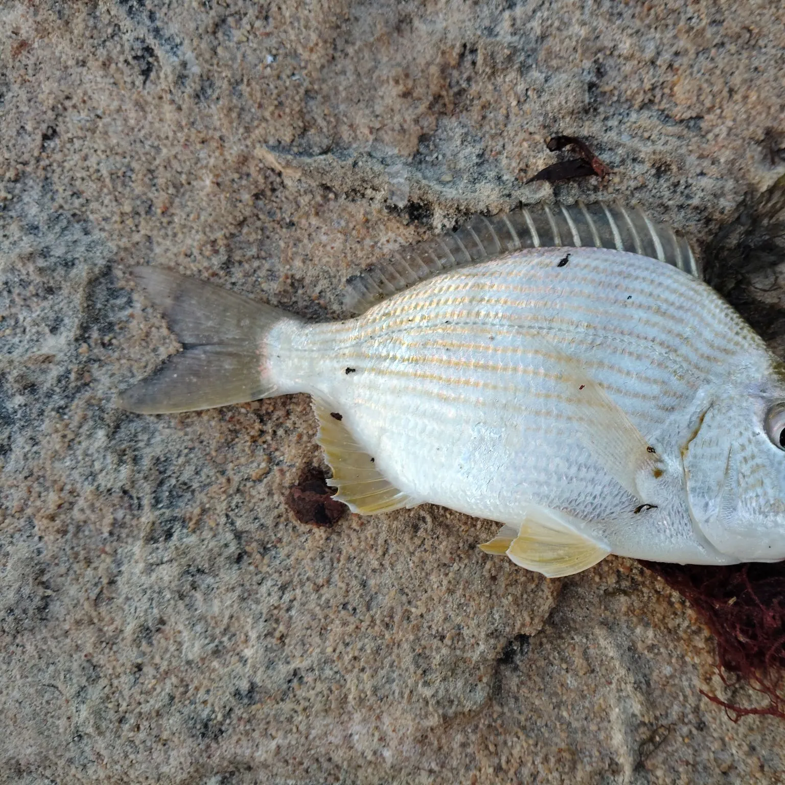 Goldlined seabream caught on Fishbrain
