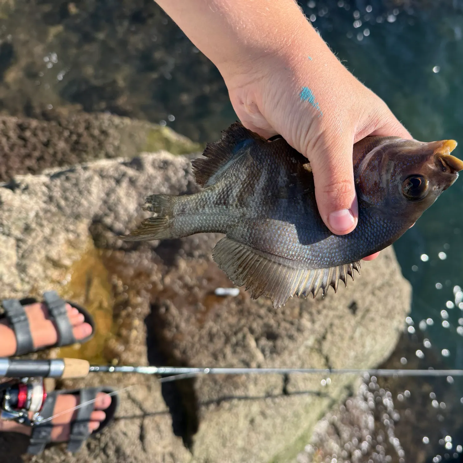 The most recent Black perch catches on Fishbrain
