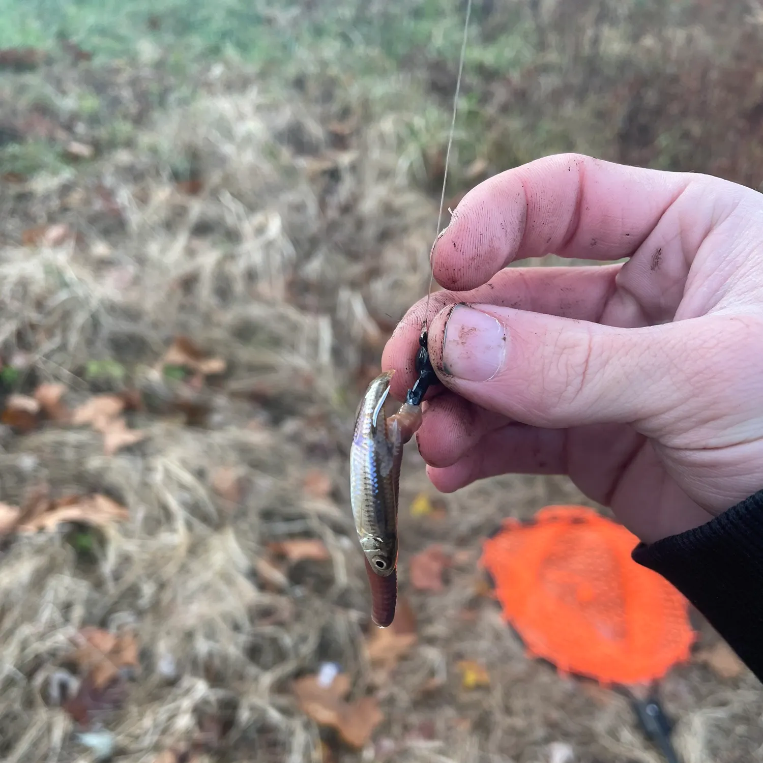 The most recent Emerald shiner catches on Fishbrain