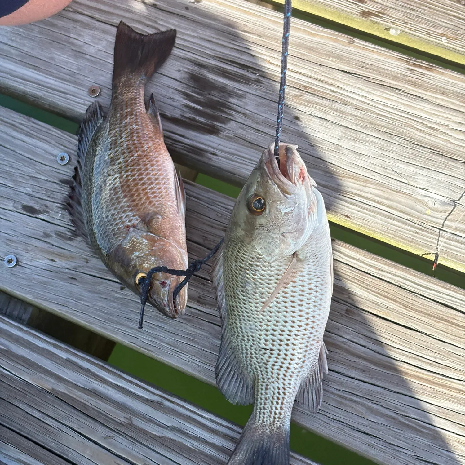 recently logged catches