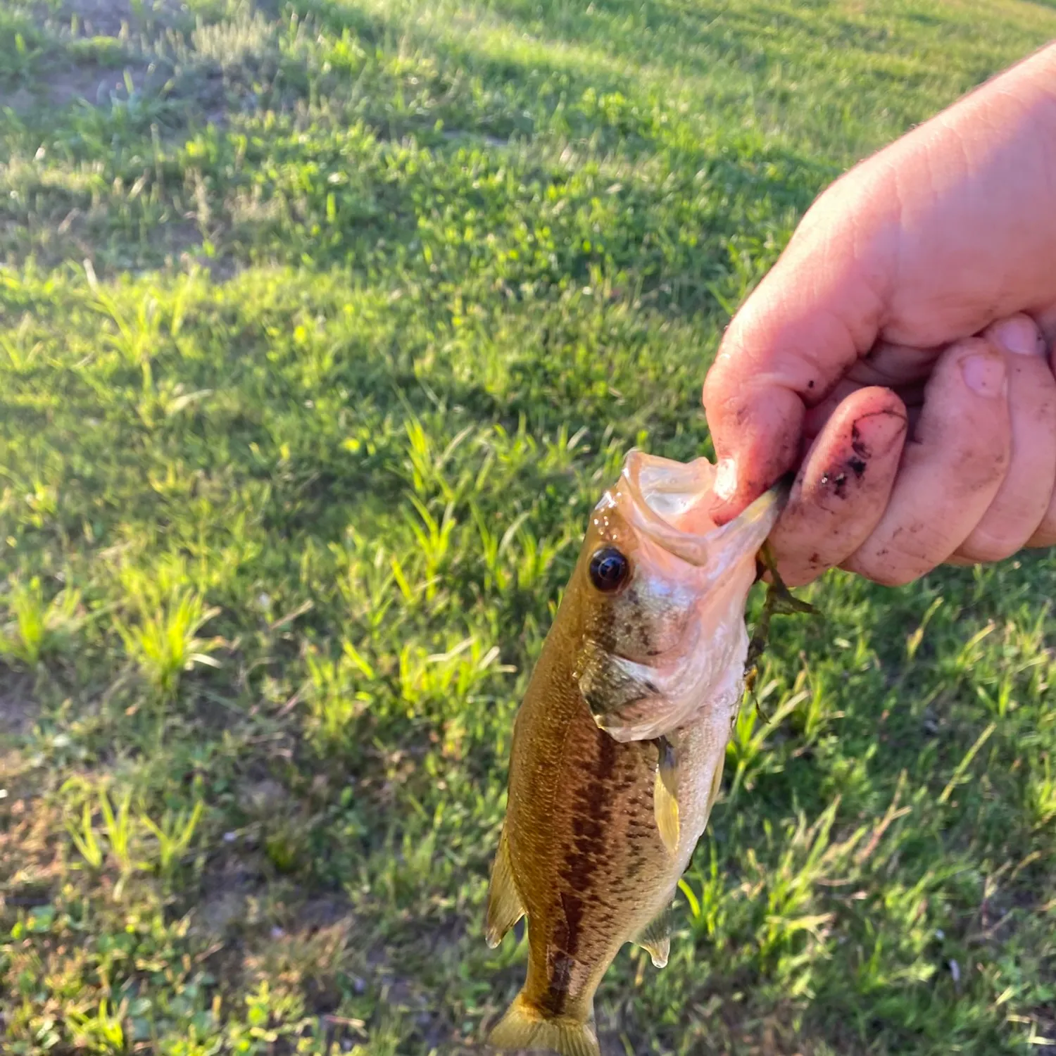Smallmouth bass caught on Fishbrain