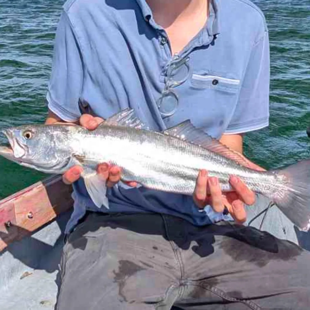 The most recent Shortfin corvina catches on Fishbrain