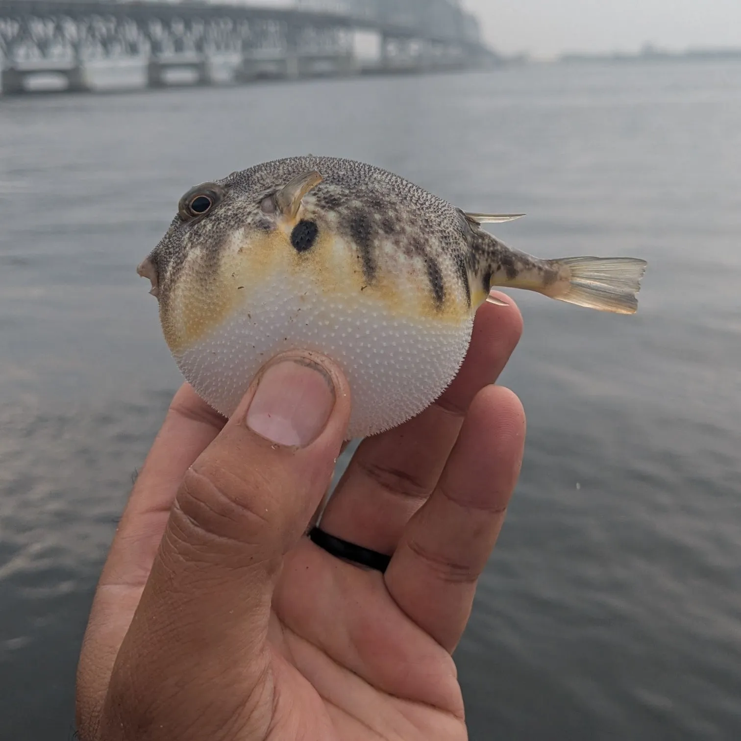The most recent Northern puffer catches on Fishbrain