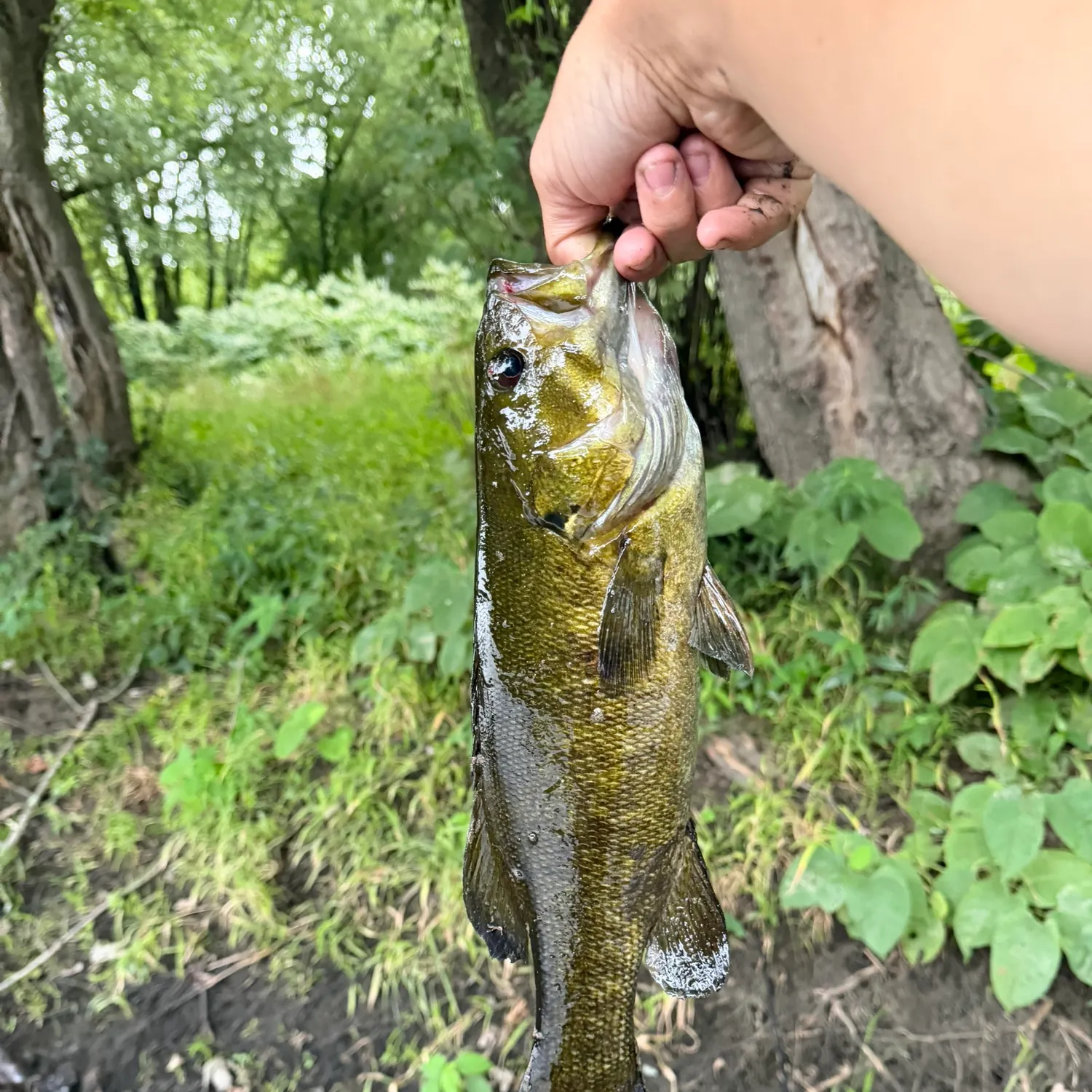 Smallmouth bass caught on Fishbrain