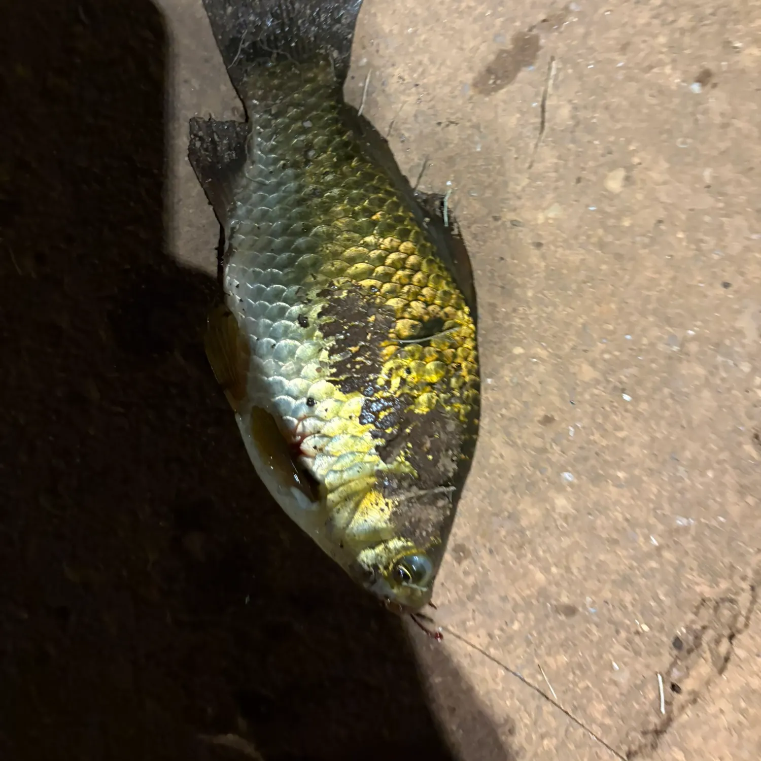 Crucian carp caught on Fishbrain