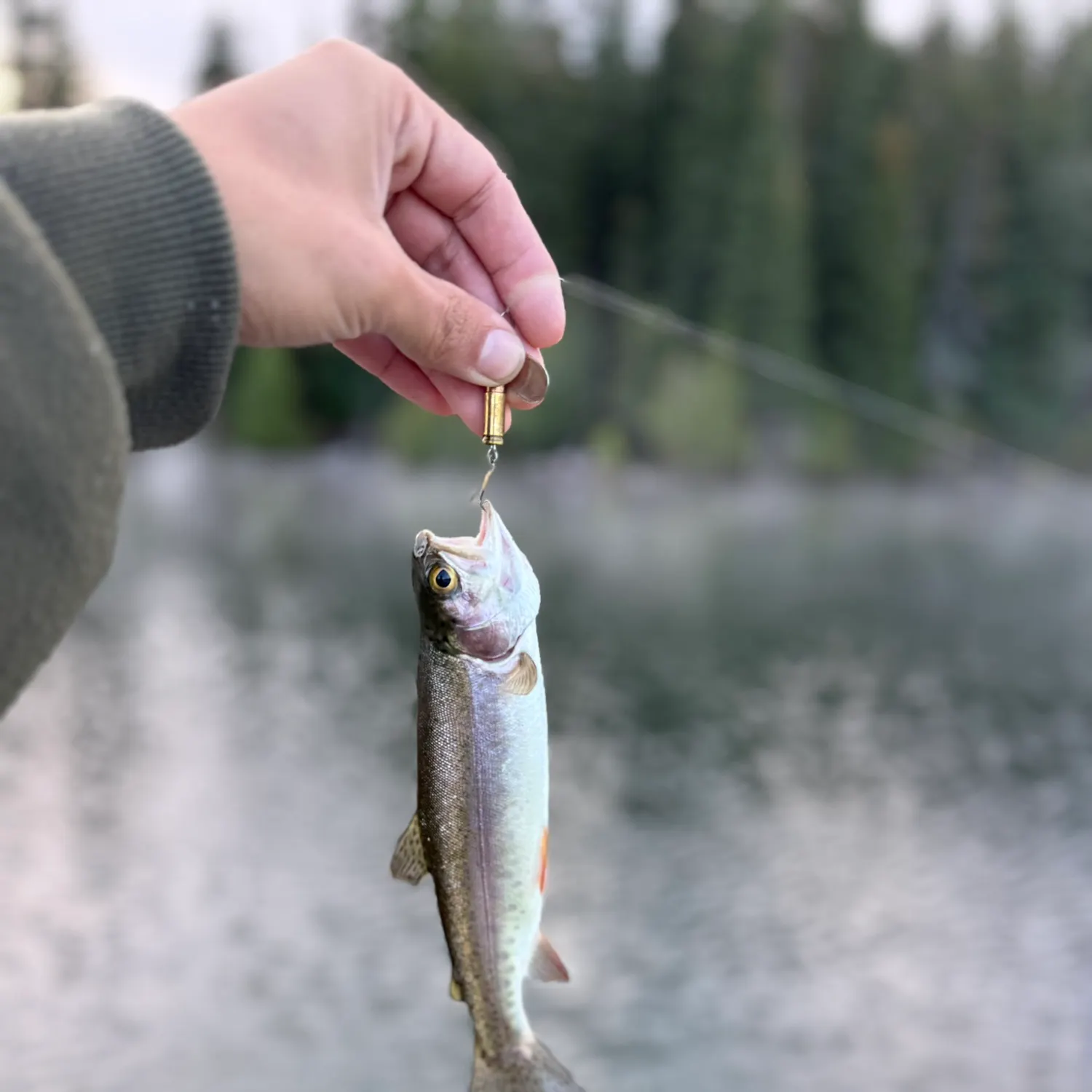Rainbow trout caught on Fishbrain