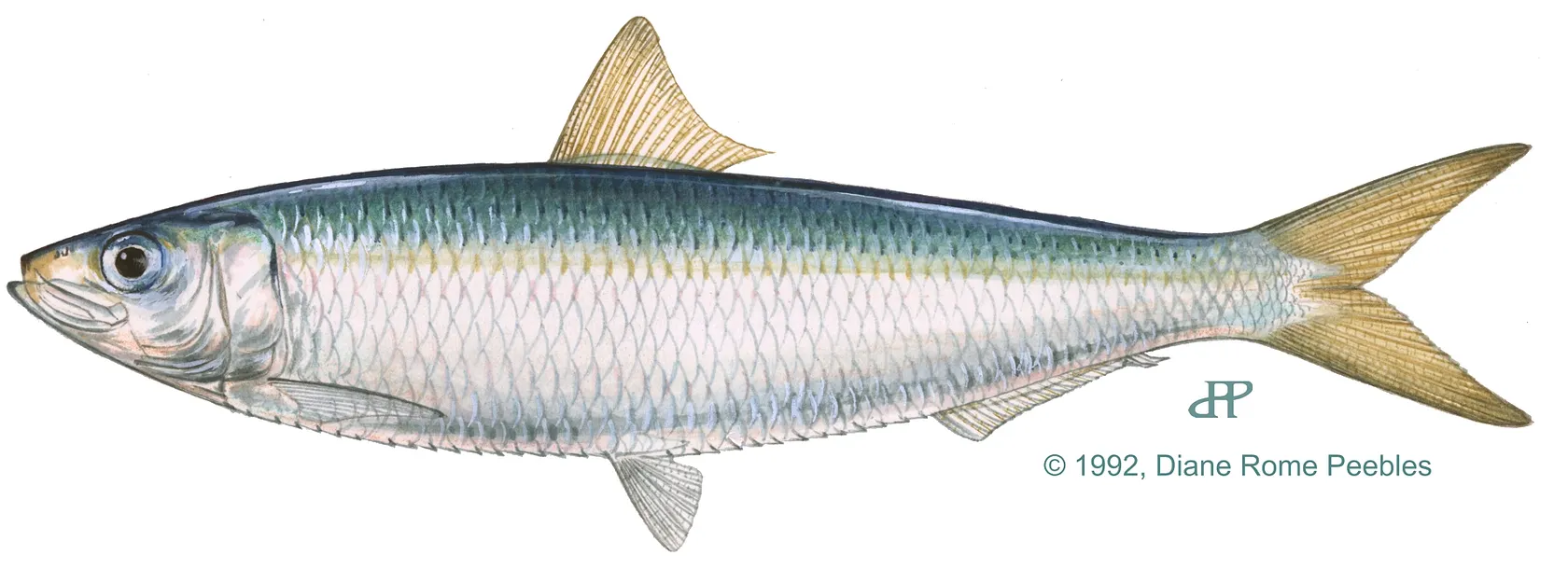 Round sardinella