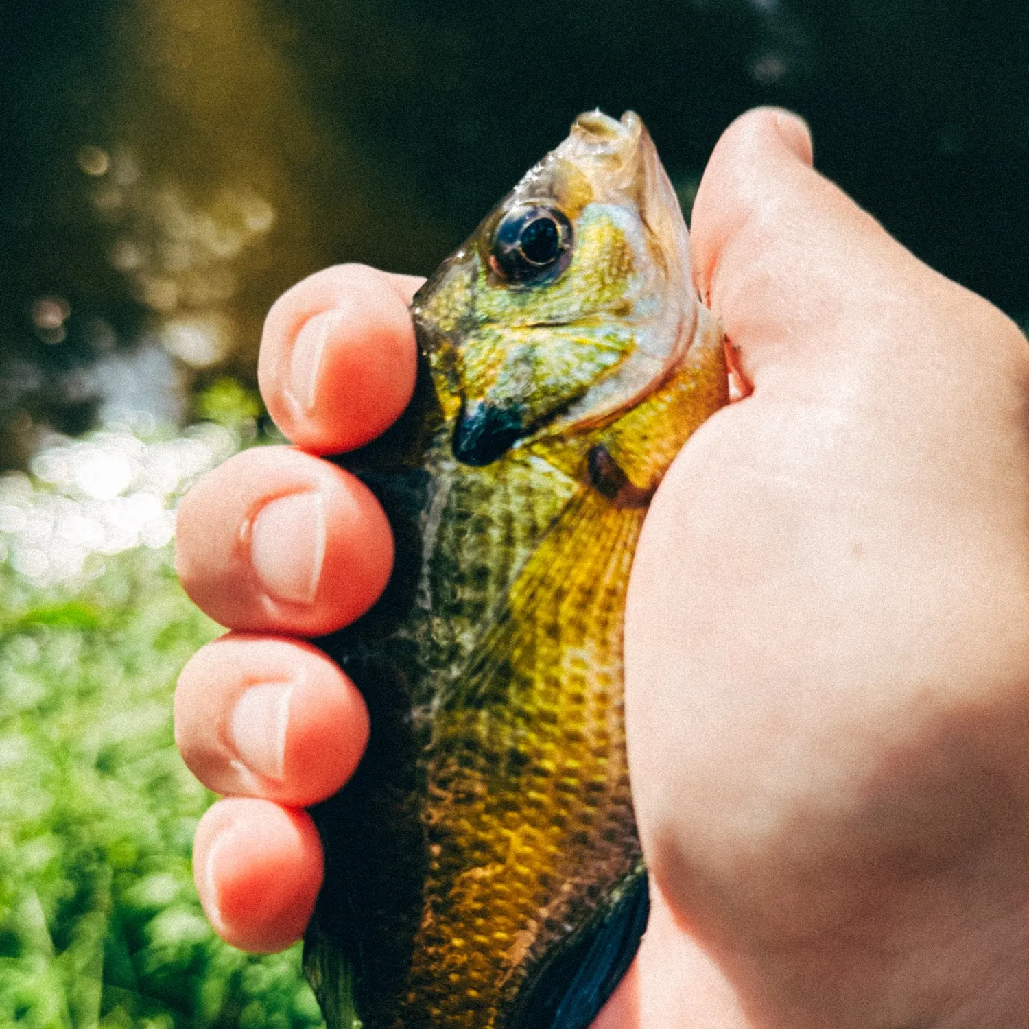 Bluegill caught on Fishbrain