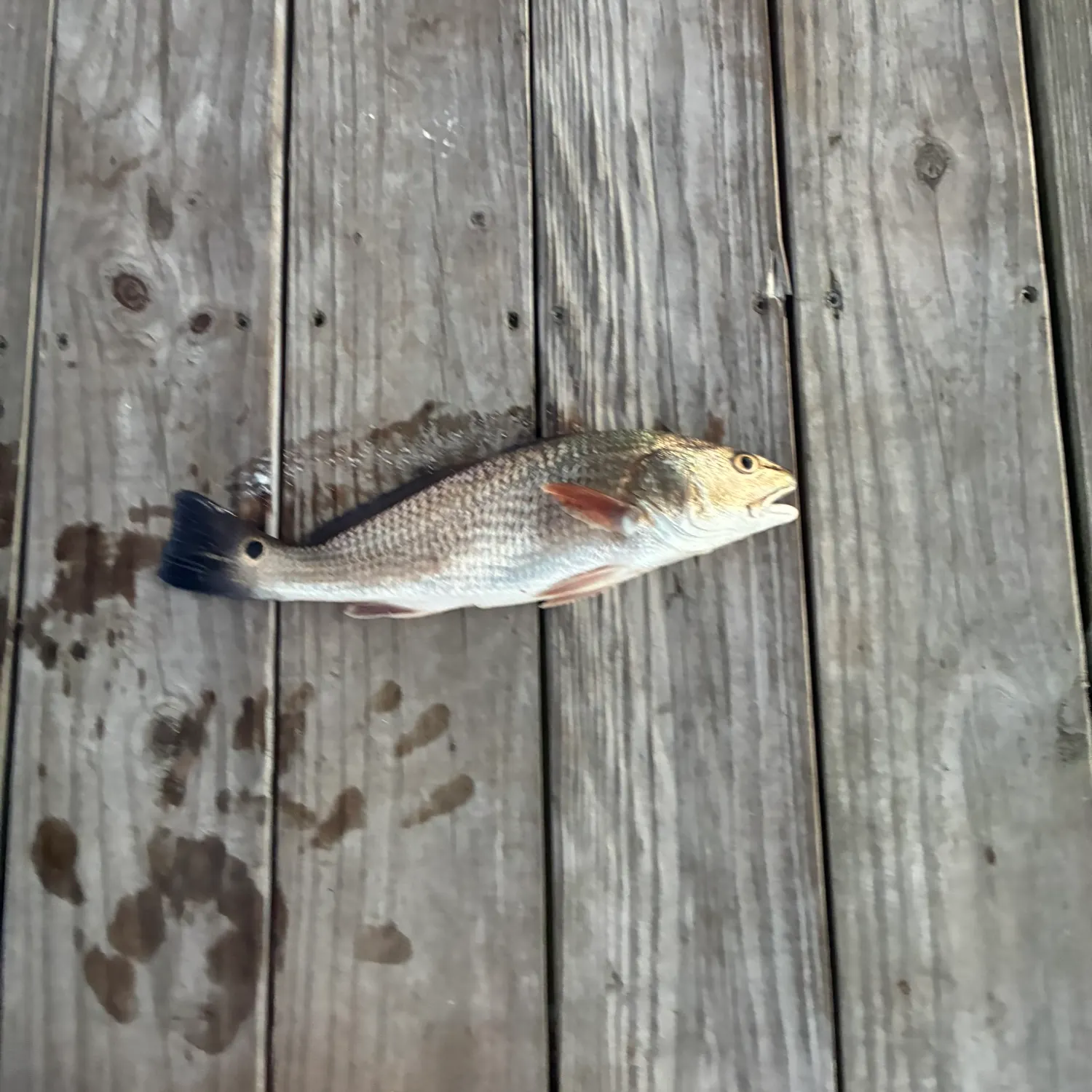 Red drum caught on Fishbrain