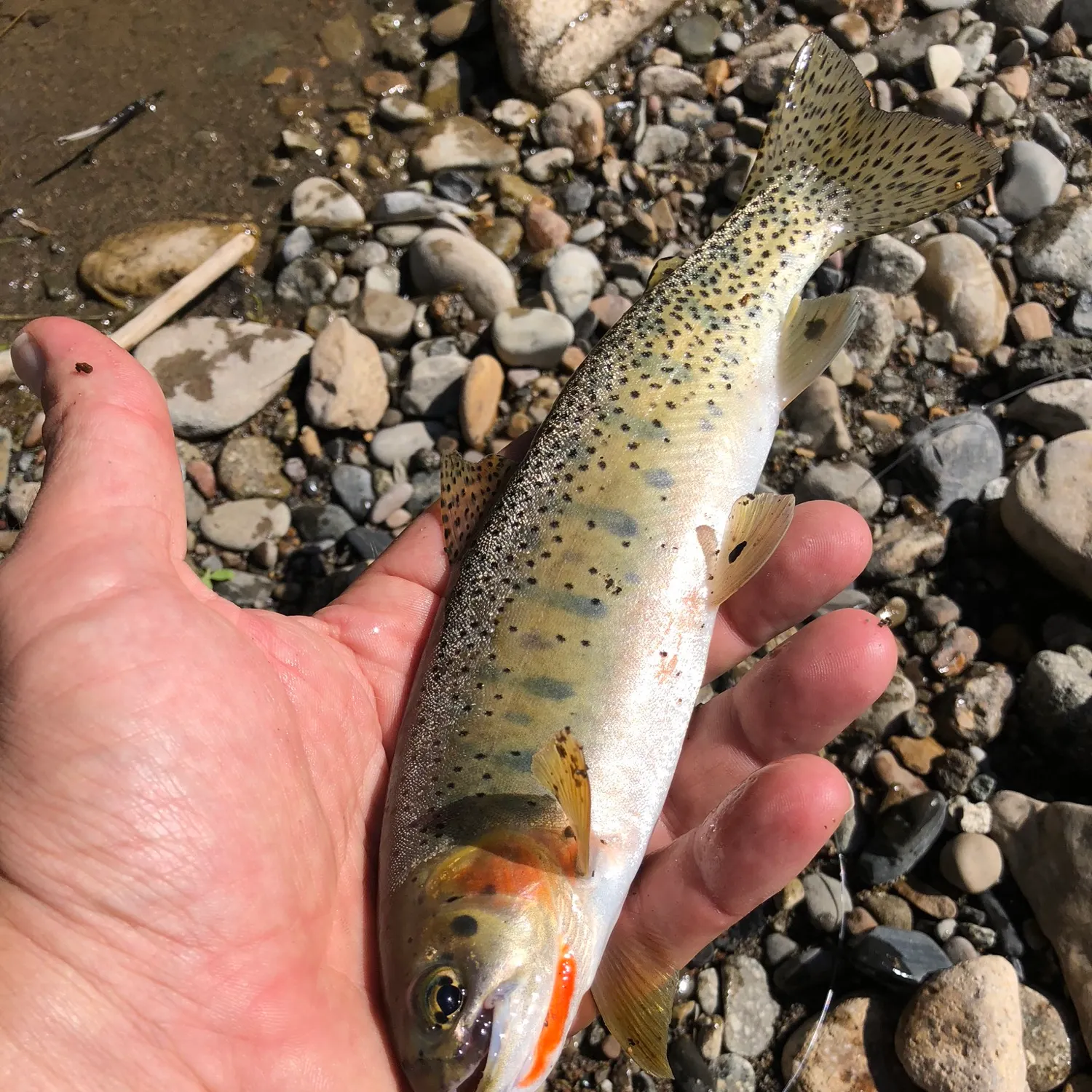 Brown trout caught on Fishbrain