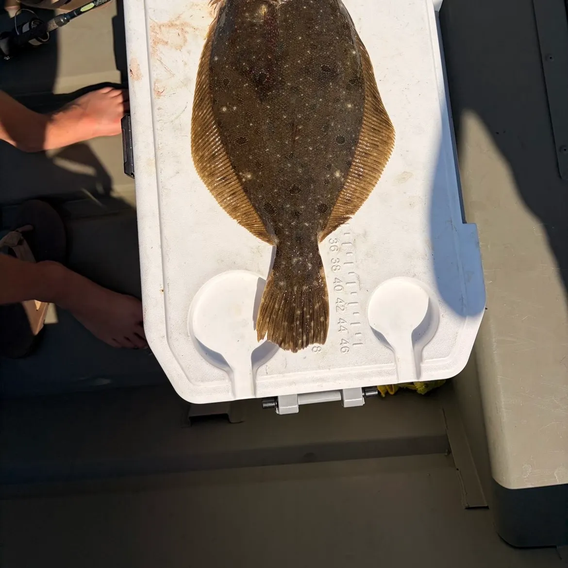 Summer flounder caught on Fishbrain