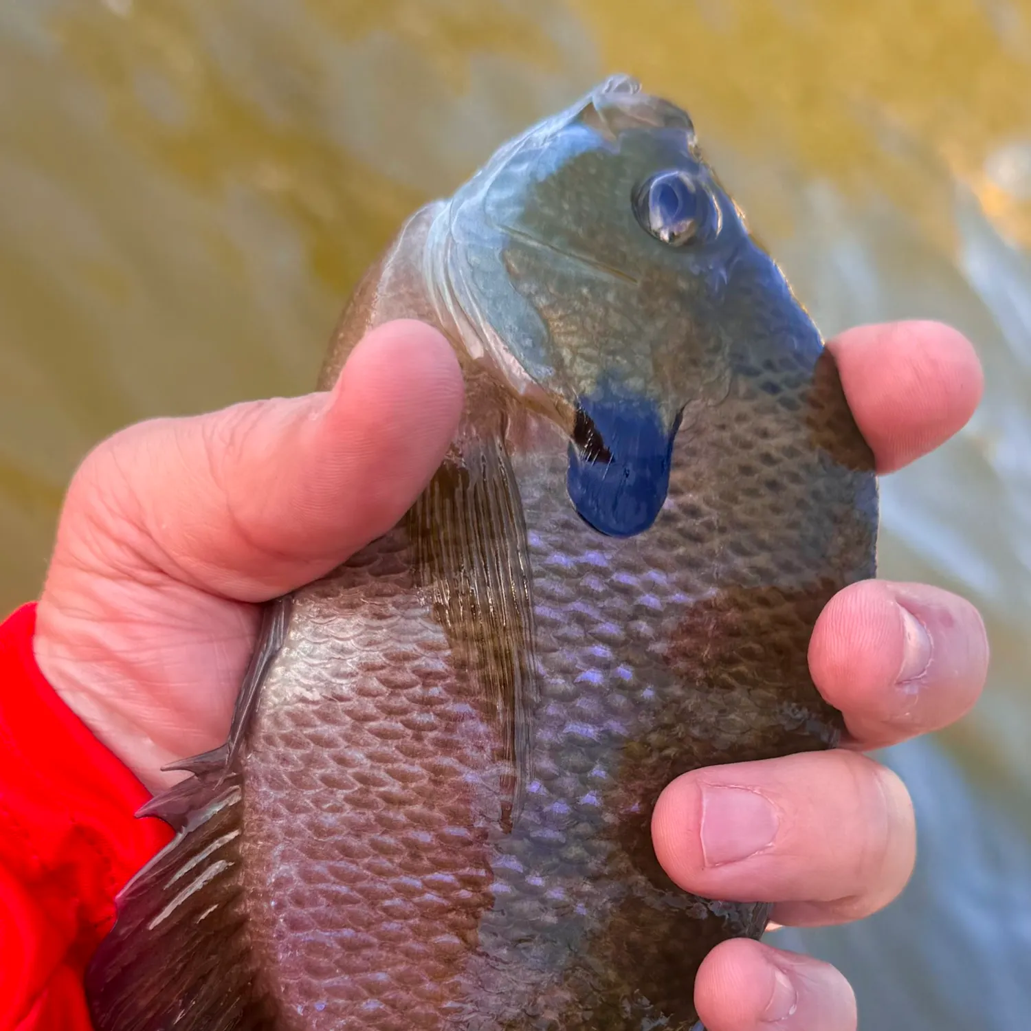 Bluegill caught on Fishbrain