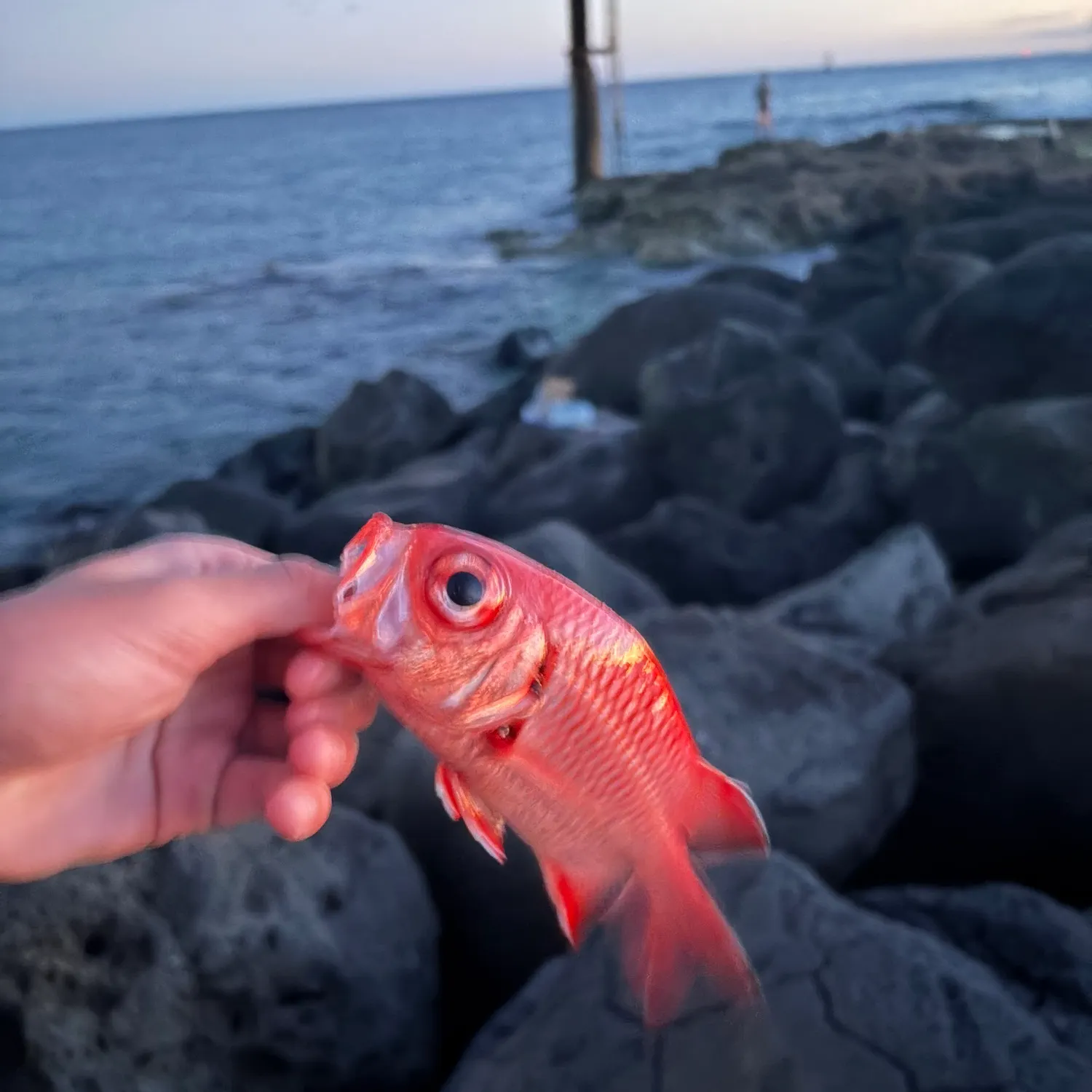 The most recent Hawaiian squirrelfish catches on Fishbrain