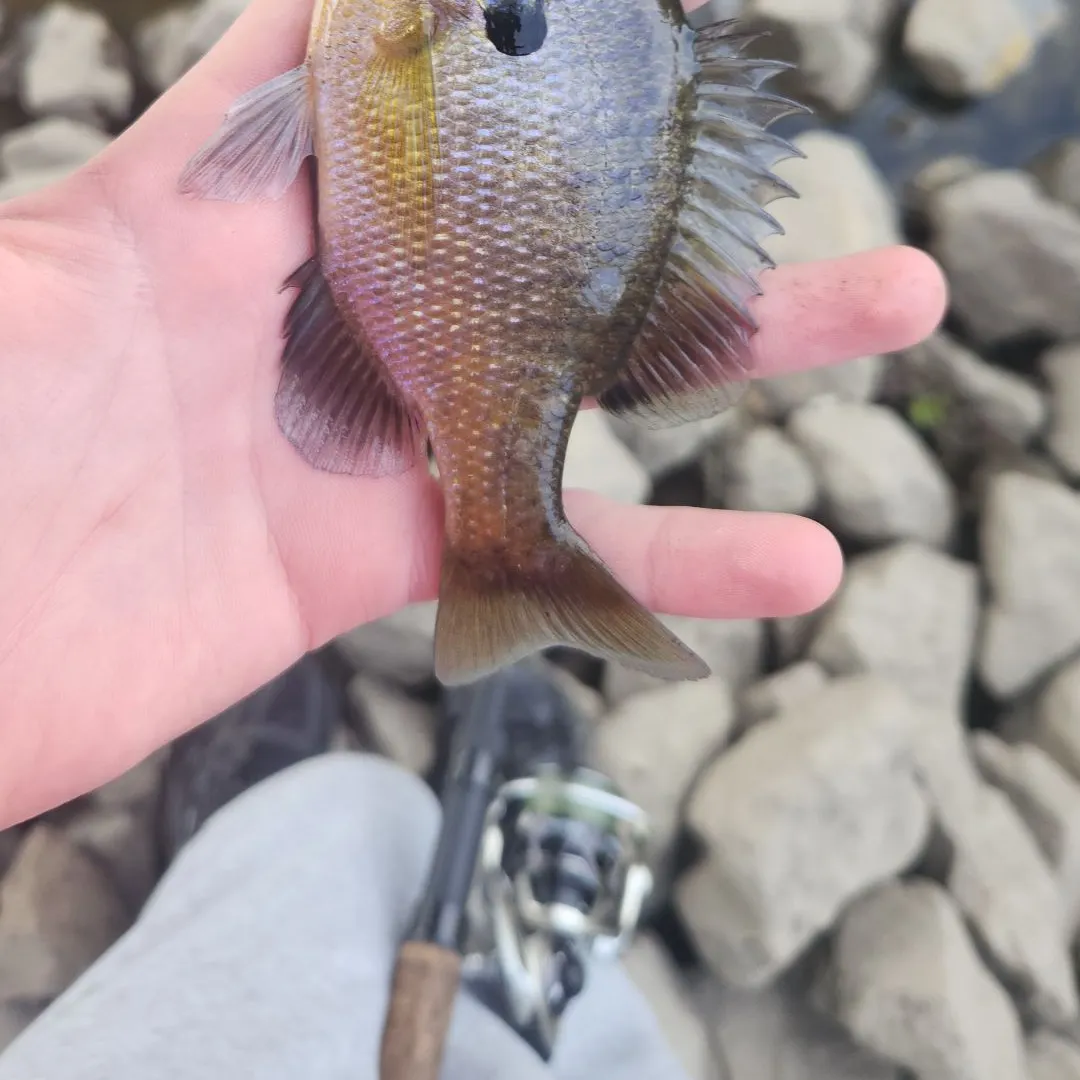 Bluegill caught on Fishbrain