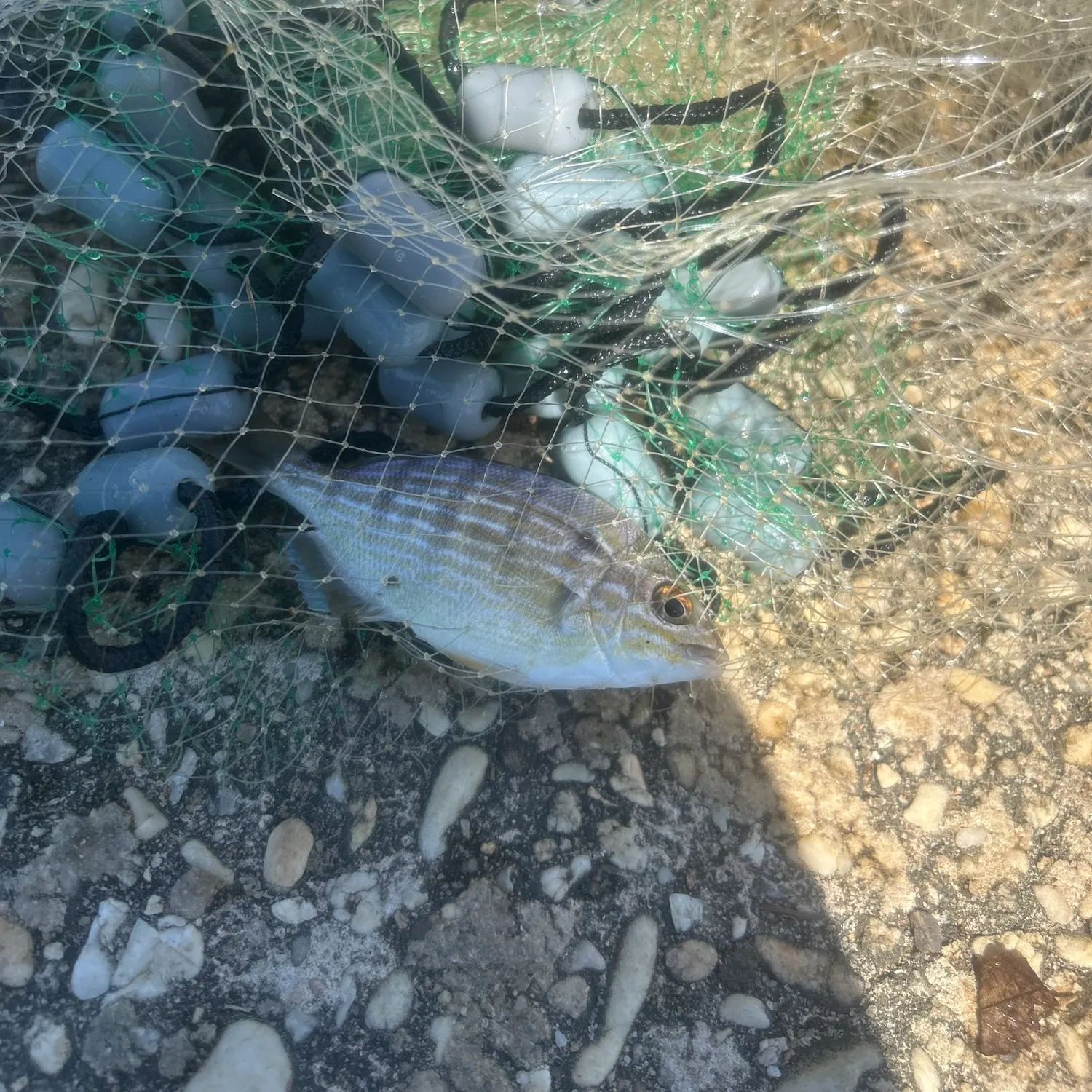Pinfish caught on Fishbrain