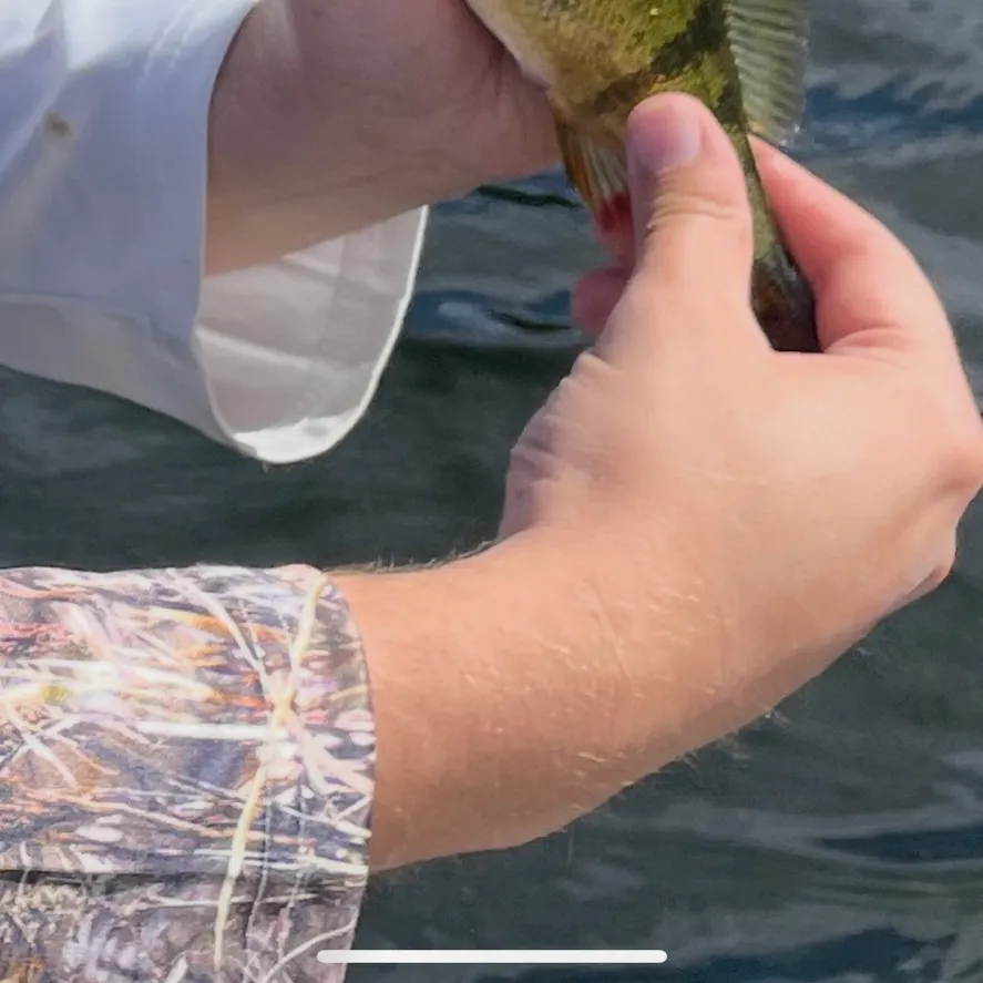 Yellow perch caught on Fishbrain