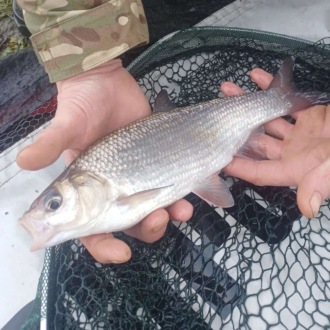 The most recent Ide catches on Fishbrain