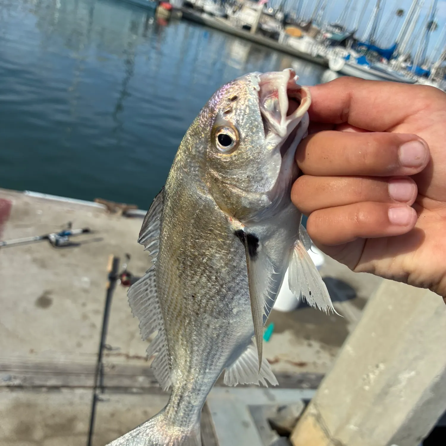 The most recent Spotfin croaker catches on Fishbrain