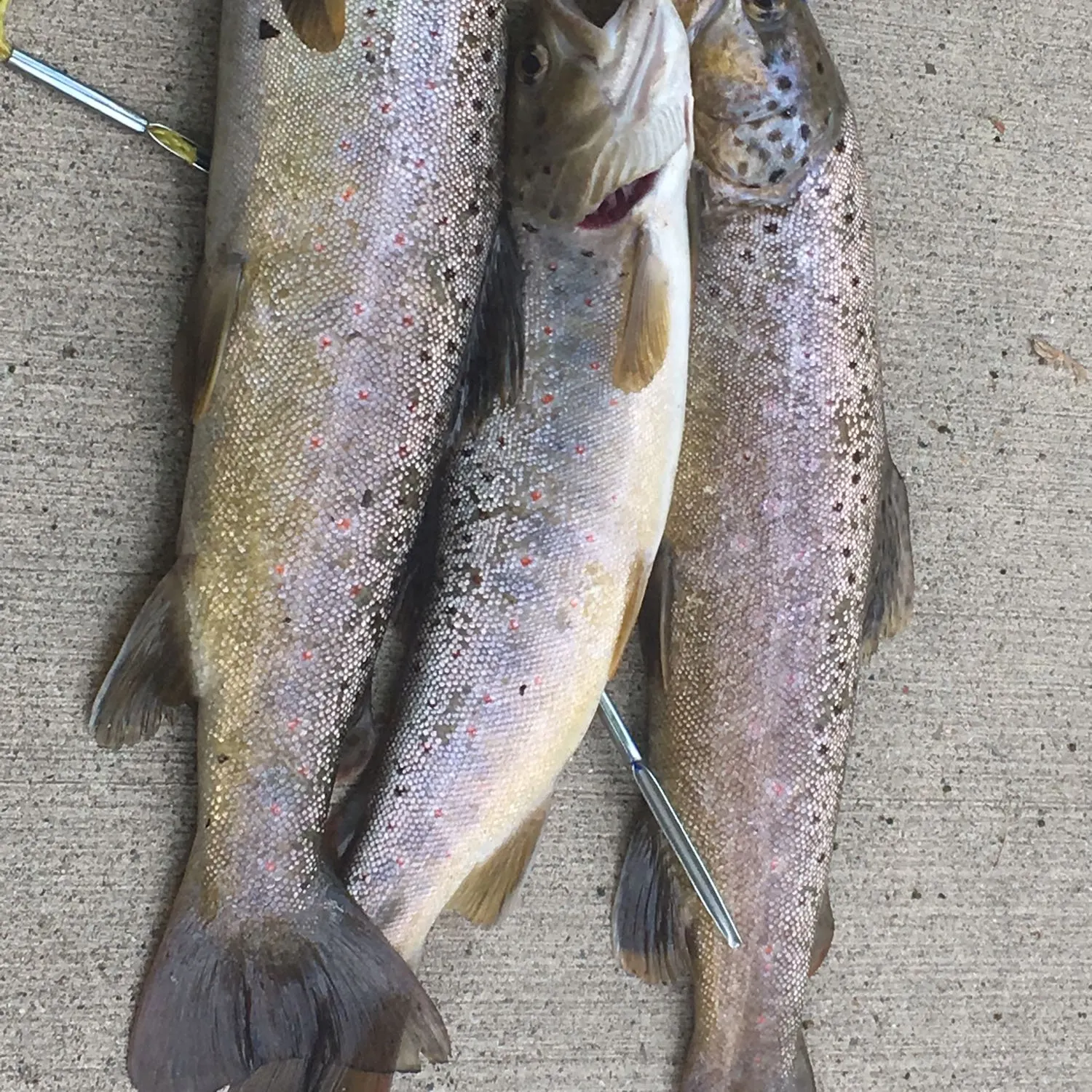 recently logged catches