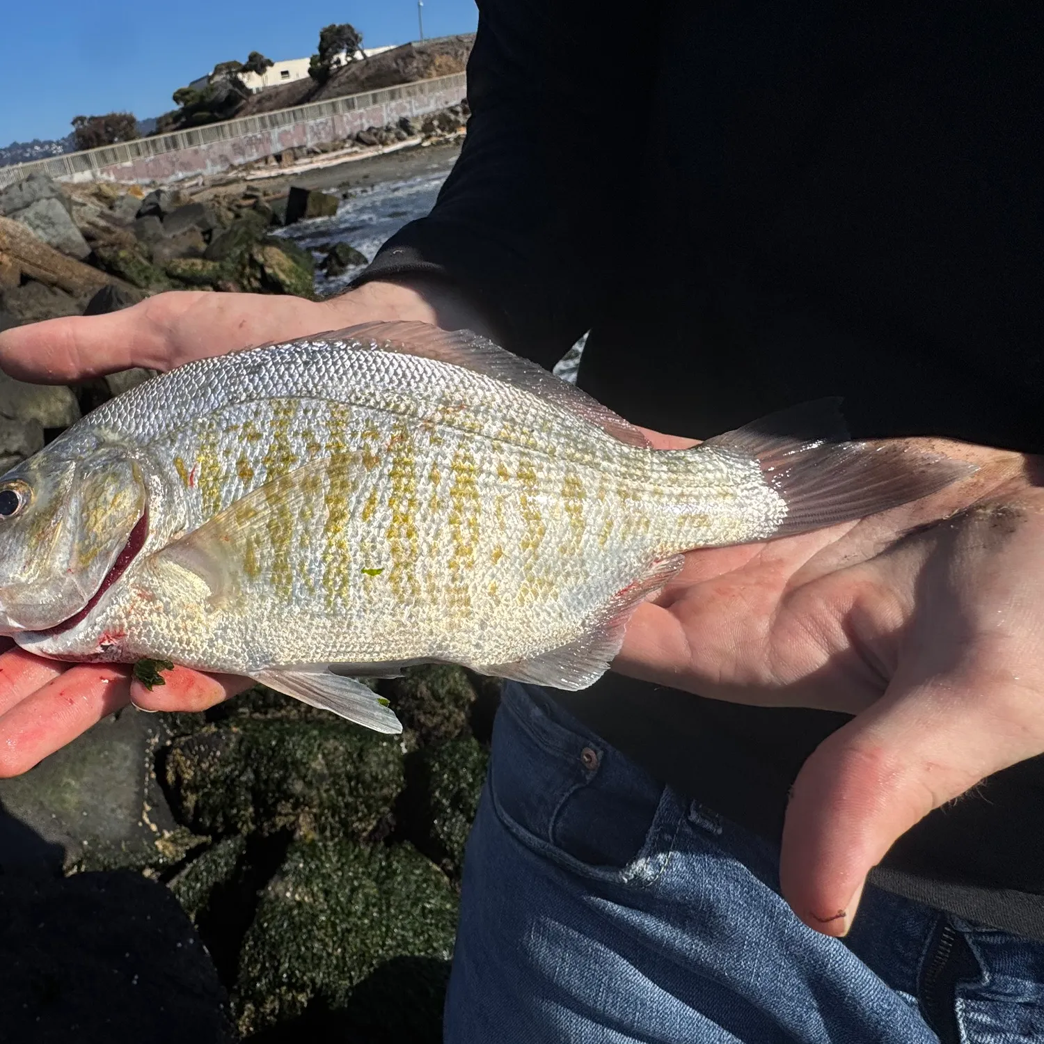 The most recent Barred surfperch catches on Fishbrain