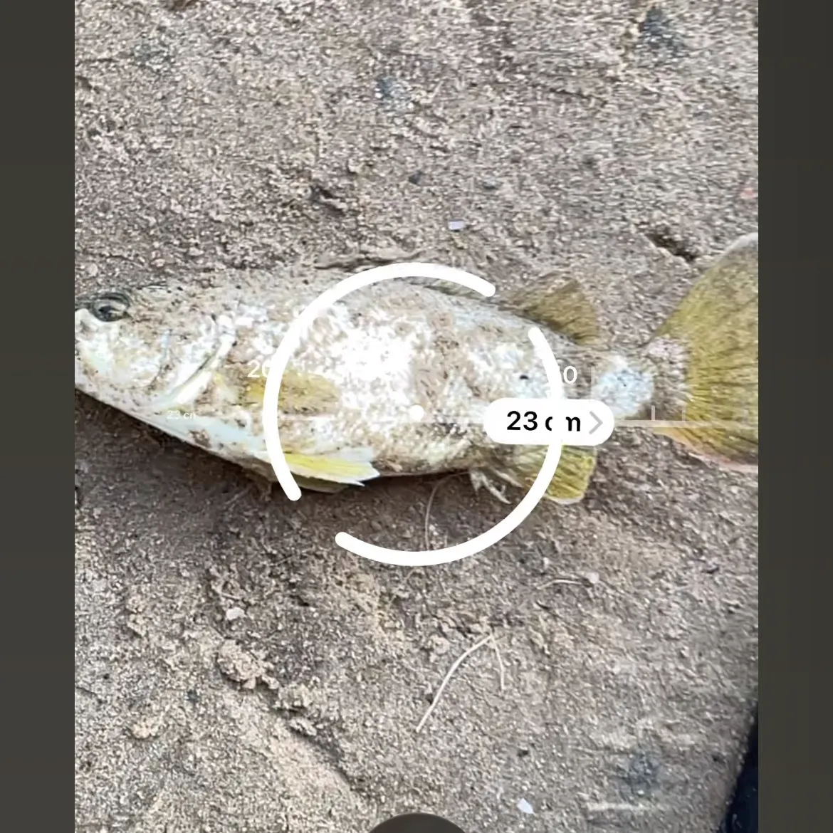The most recent Spangled perch catches on Fishbrain