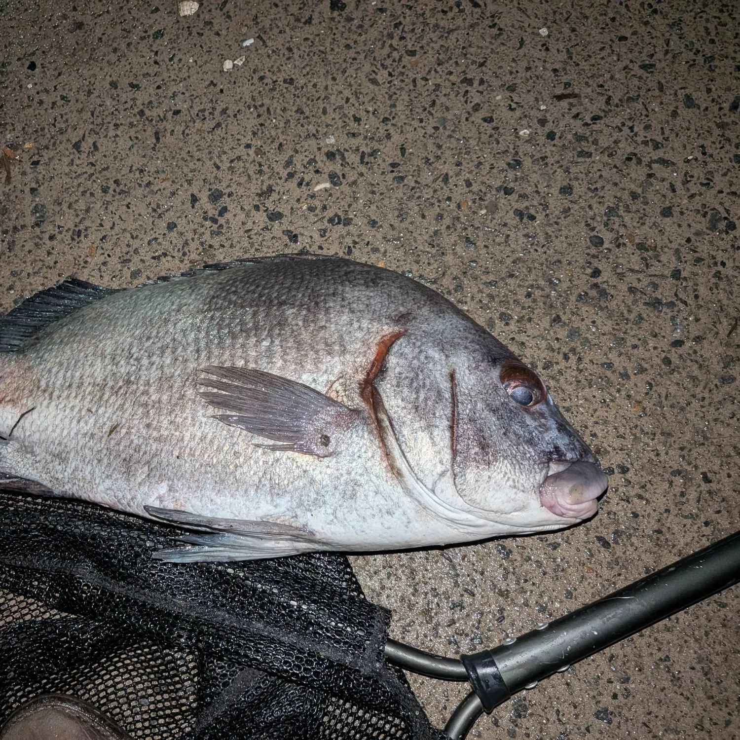 The most recent Harry hotlips catches on Fishbrain