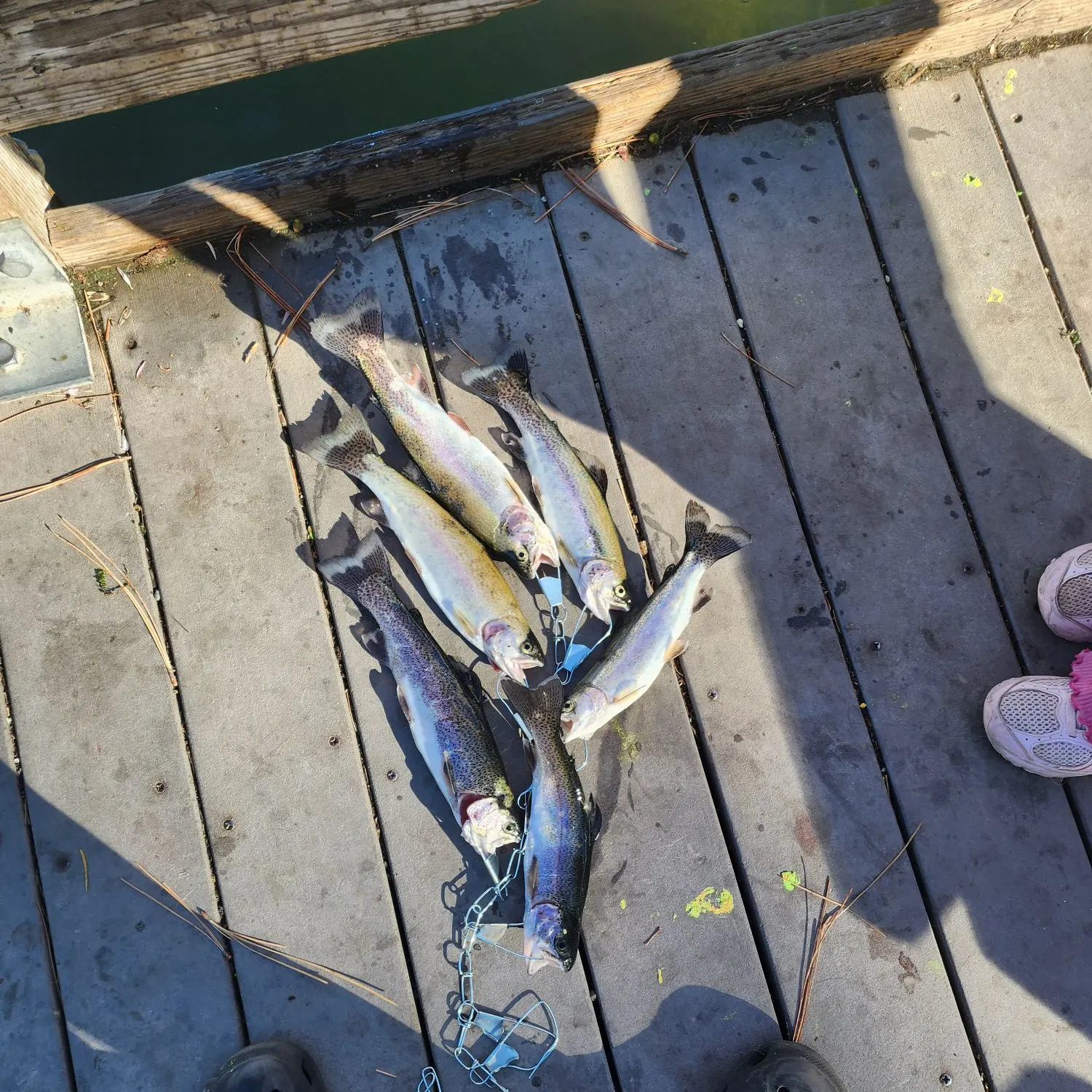 Rainbow trout caught on Fishbrain