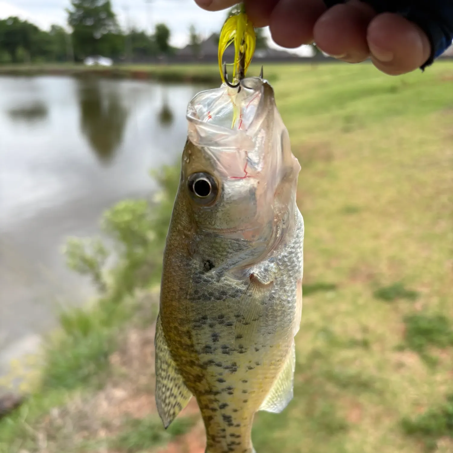 The most recent White crappie catches on Fishbrain
