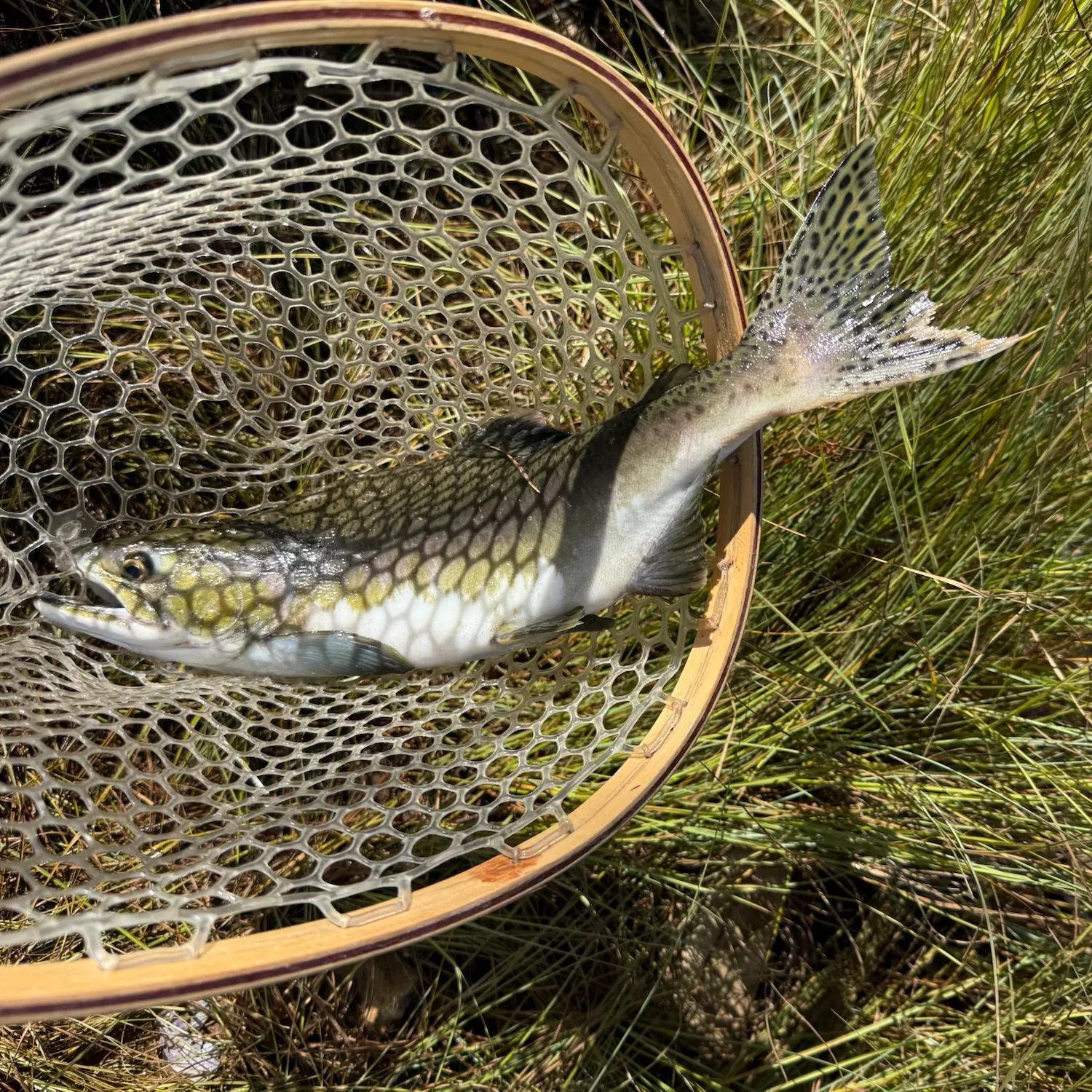 Pink salmon caught on Fishbrain