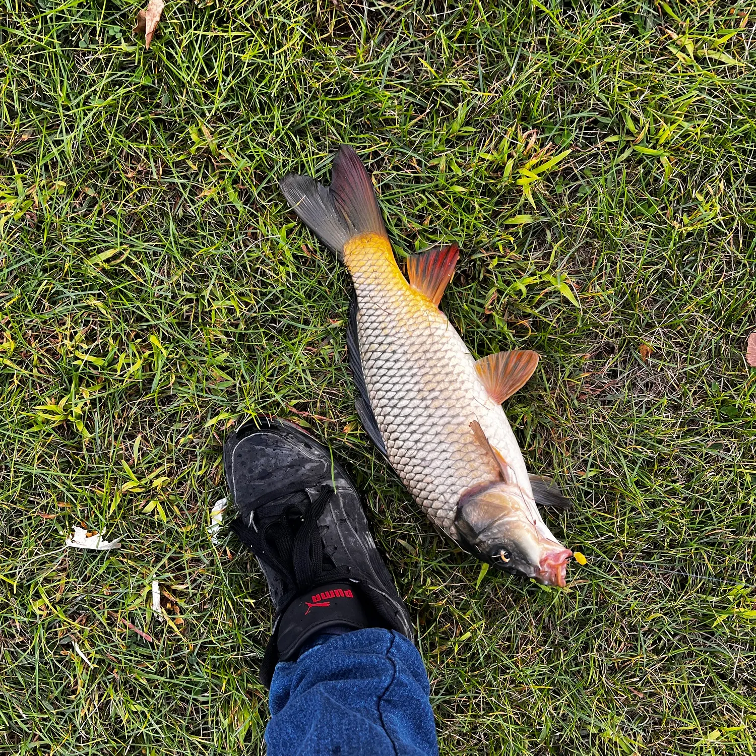 Common carp caught on Fishbrain