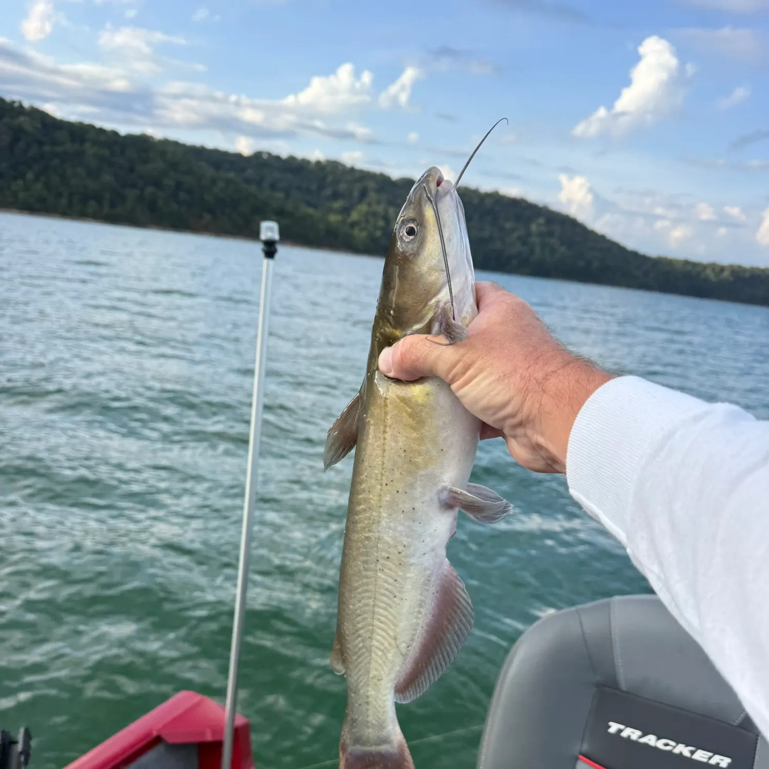 Channel catfish caught on Fishbrain
