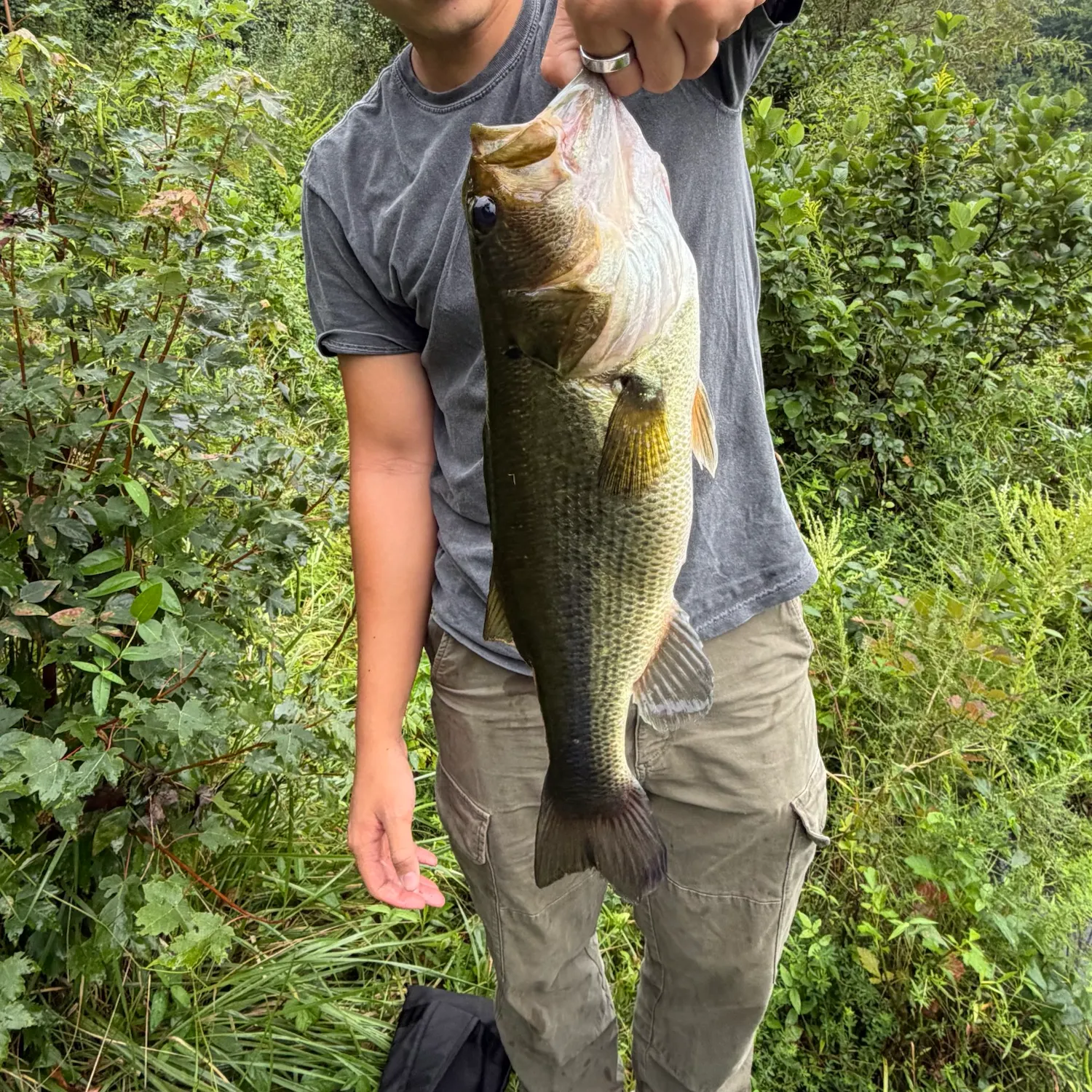 Largemouth bass caught on Fishbrain