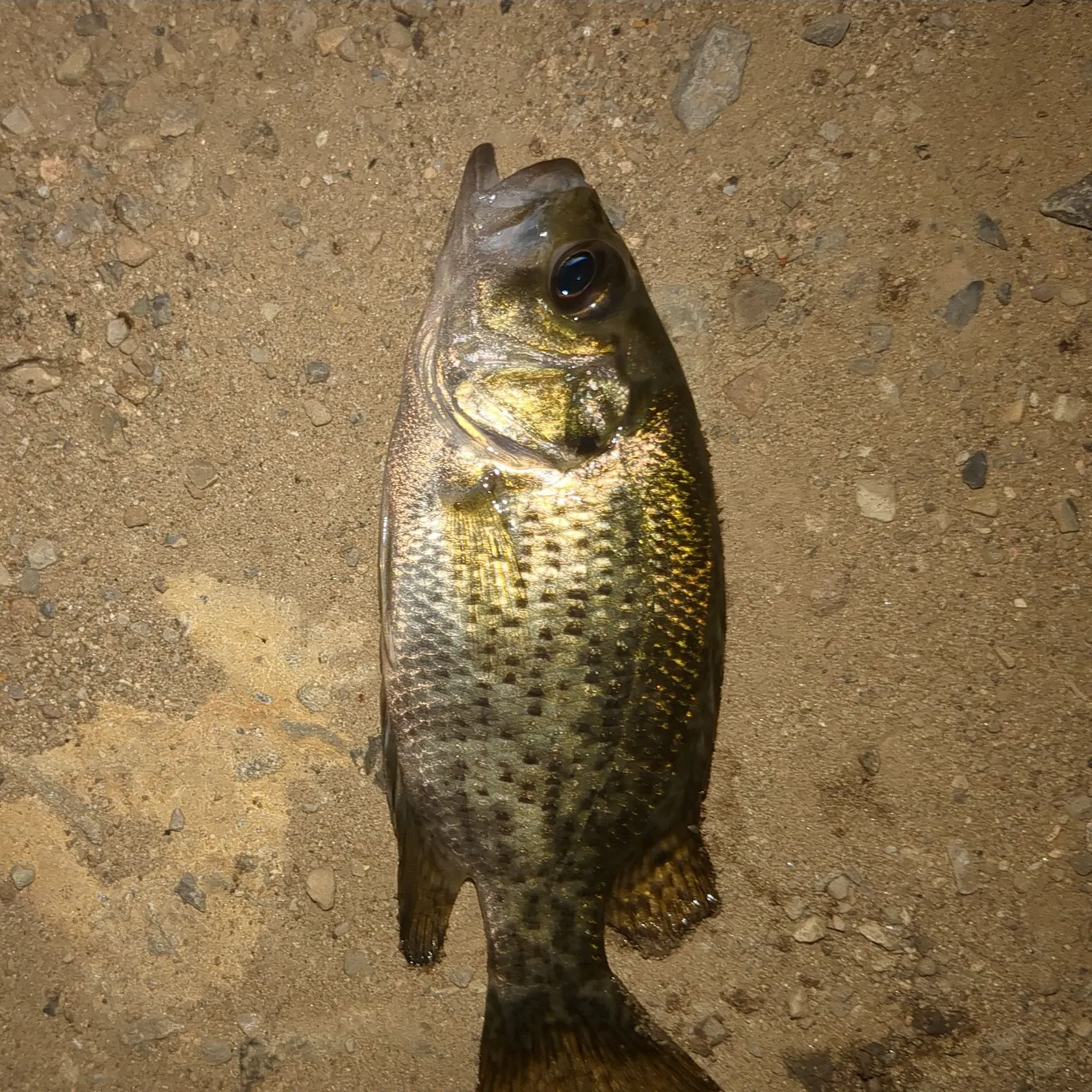 Rock bass caught on Fishbrain
