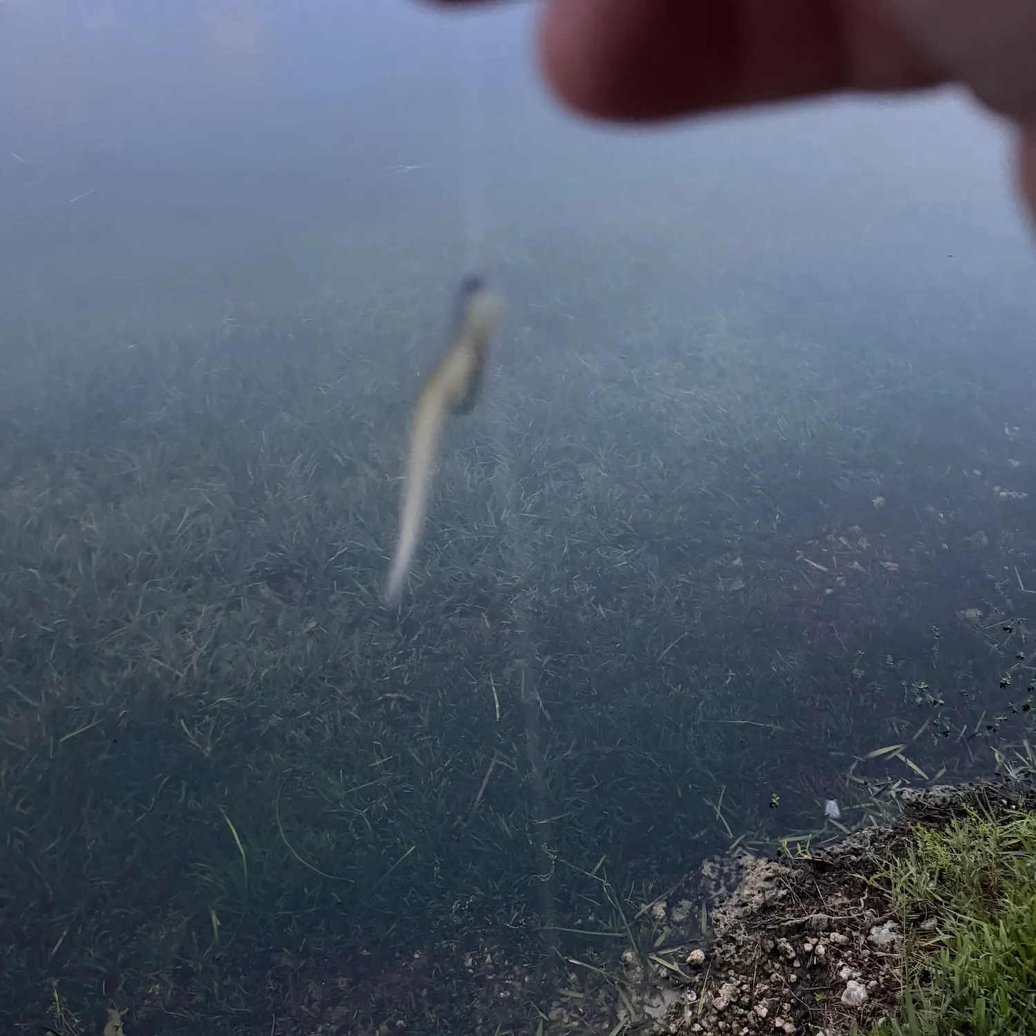 Florida bass caught on Fishbrain
