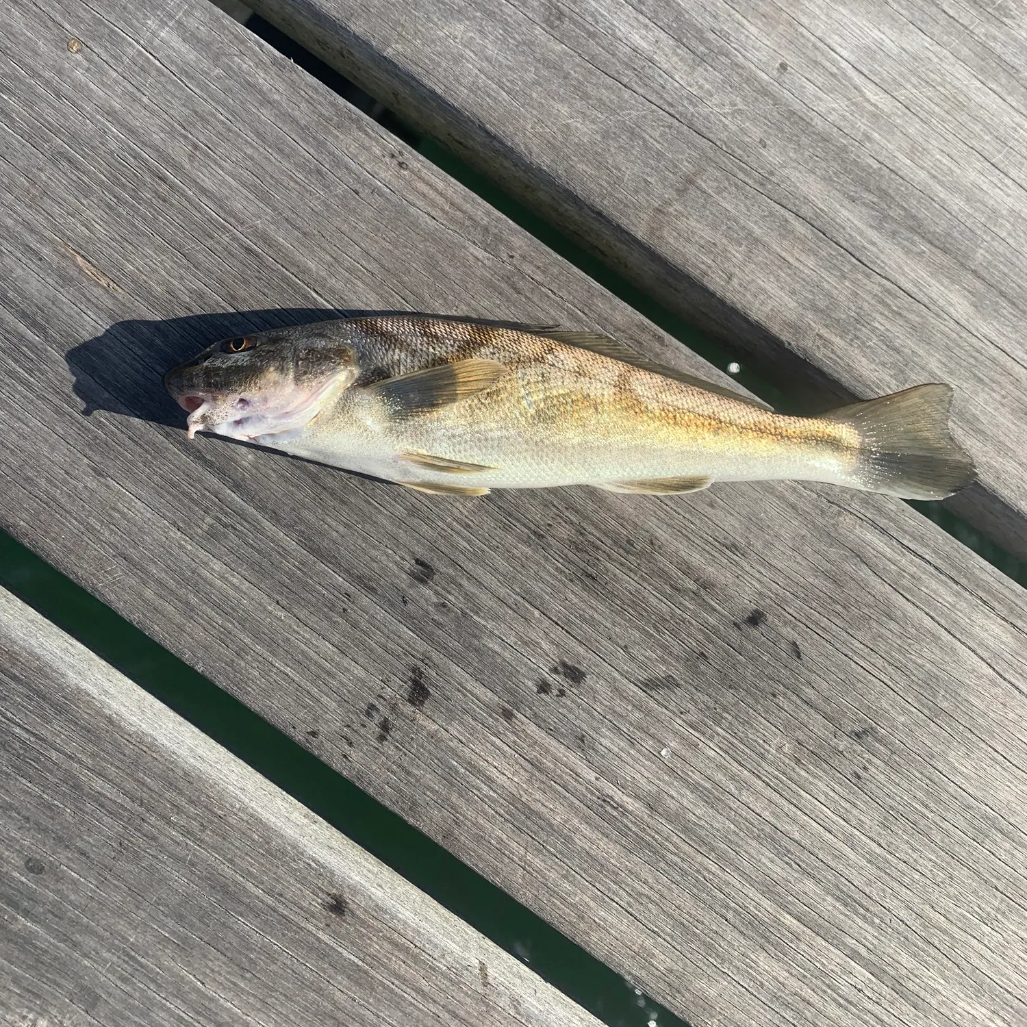 Northern kingcroaker caught on Fishbrain