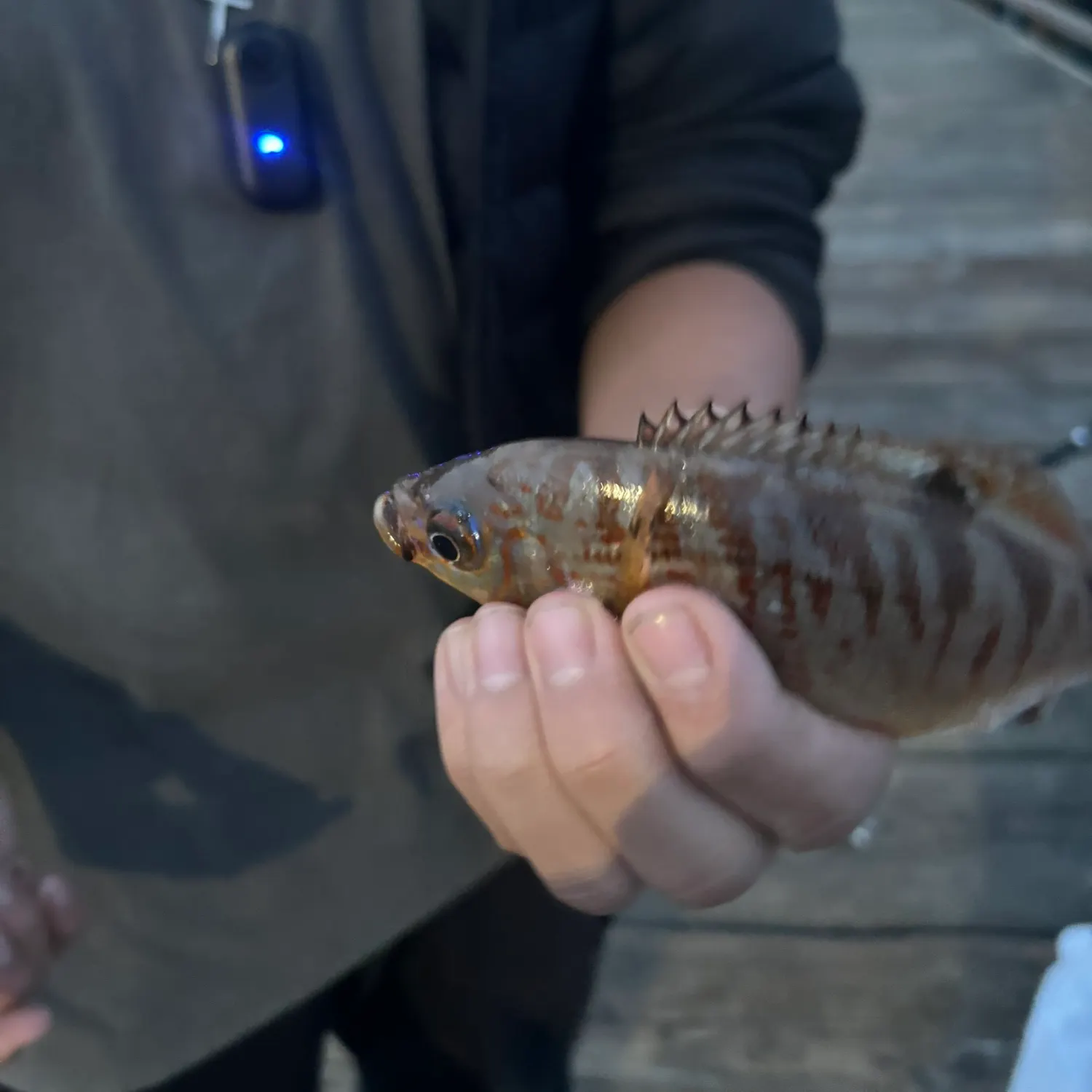 The most recent Rainbow surfperch catches on Fishbrain