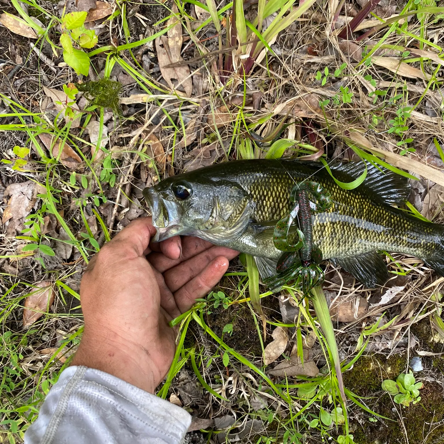 The most recent Suwannee bass catches on Fishbrain