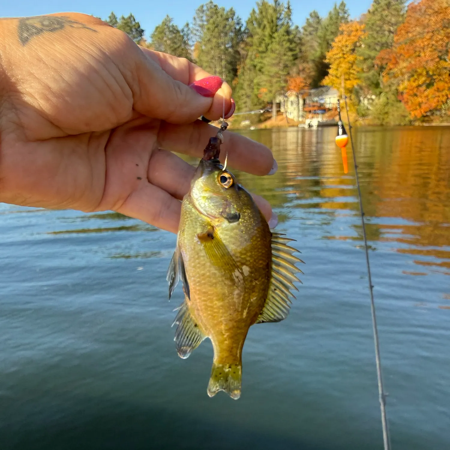 Bluegill caught on Fishbrain