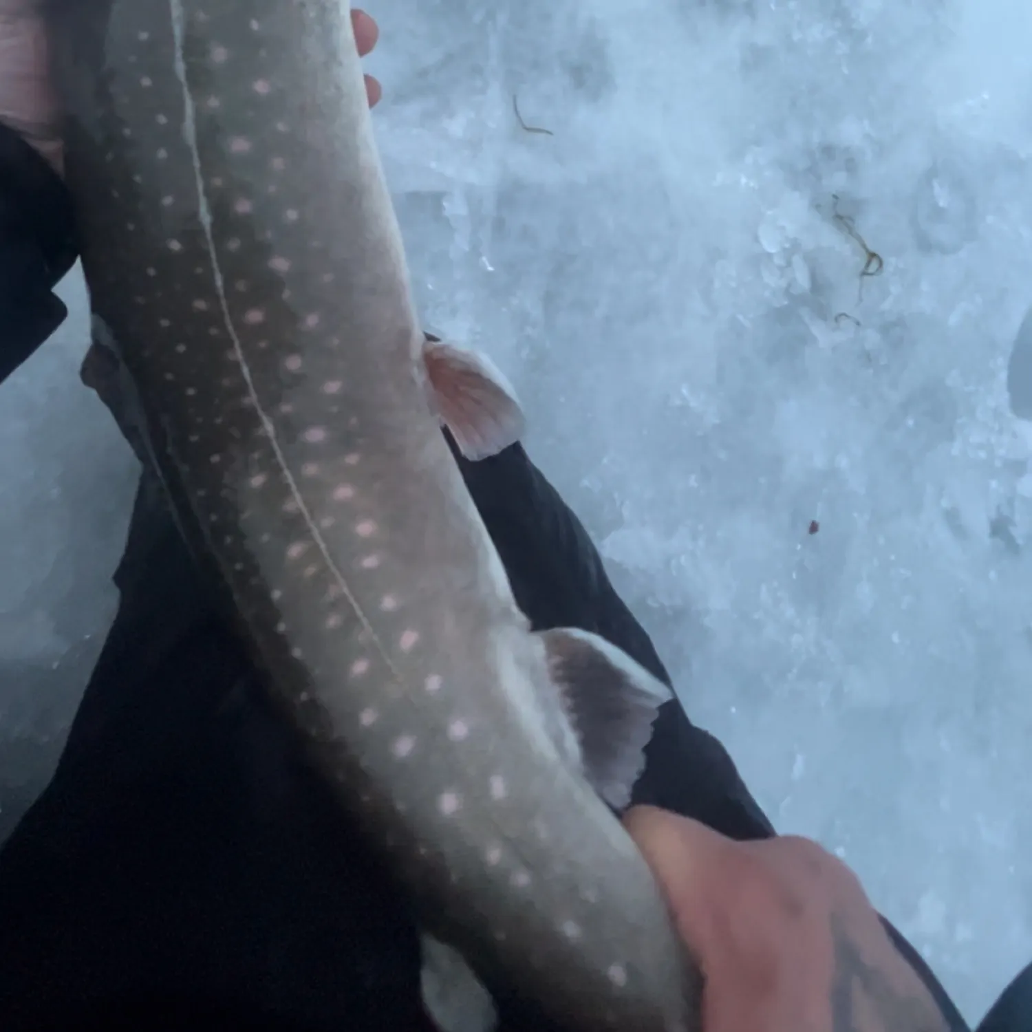 The most recent Arctic char catches on Fishbrain