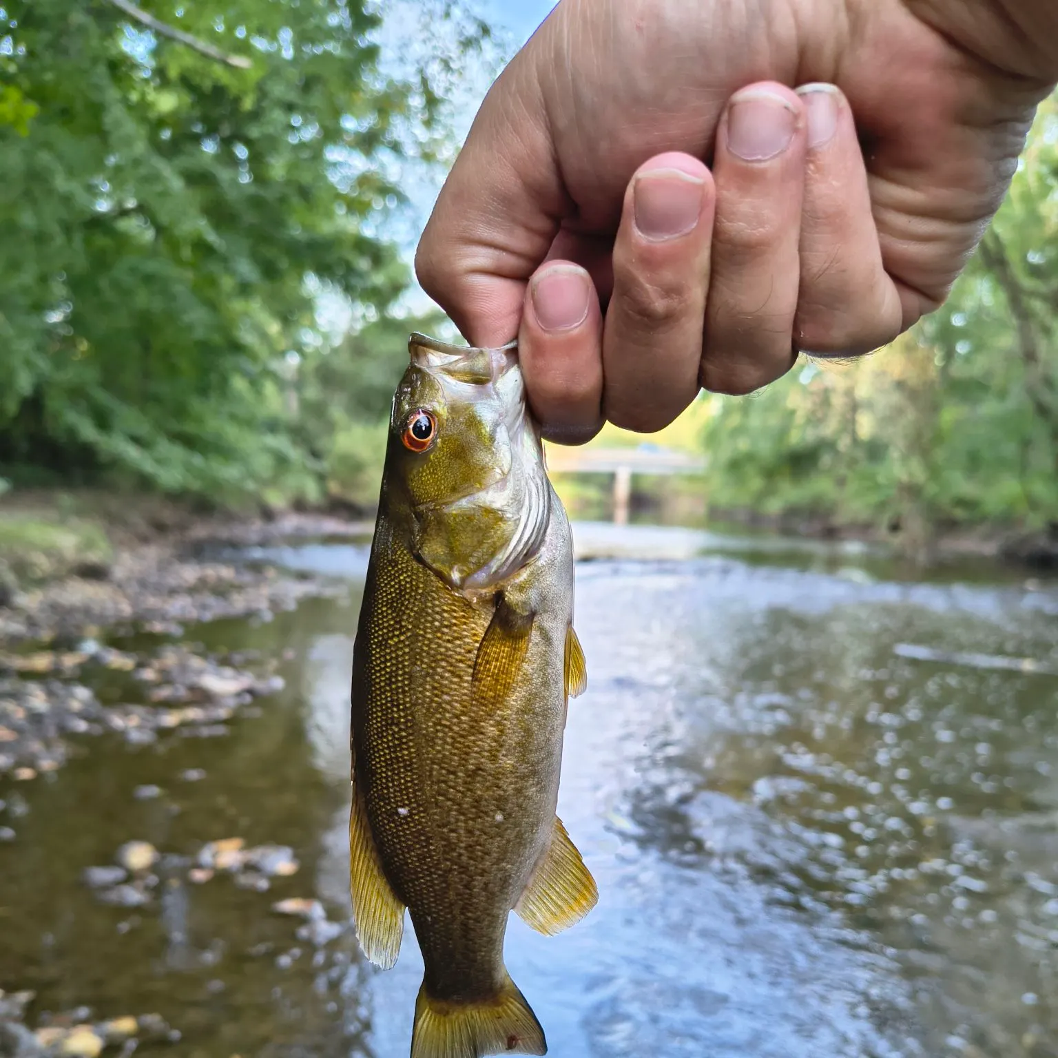 Smallmouth bass caught on Fishbrain