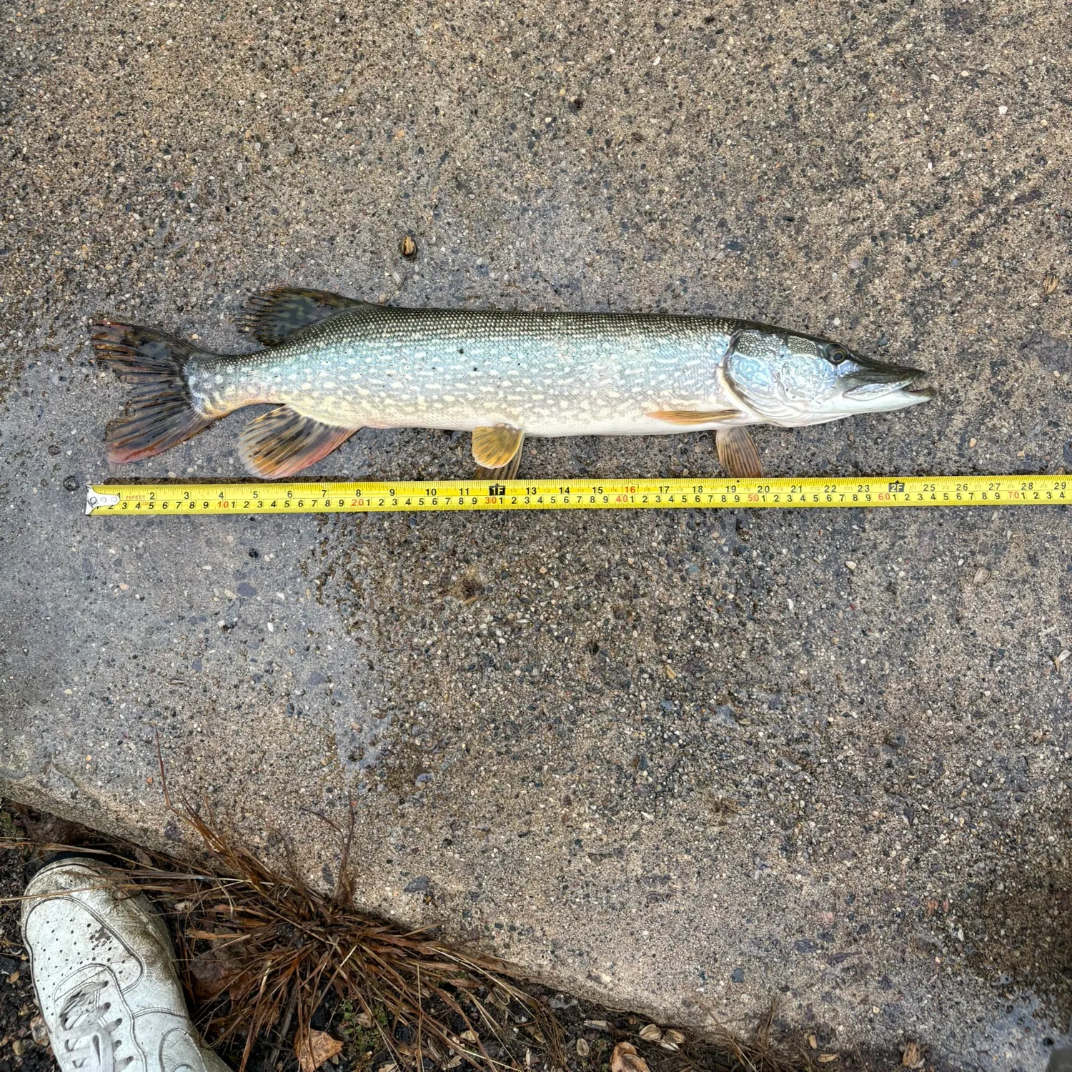 Northern pike caught on Fishbrain