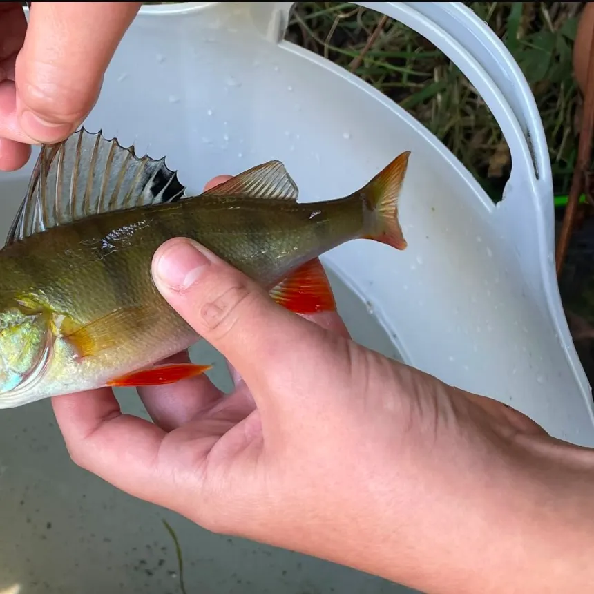 European perch caught on Fishbrain