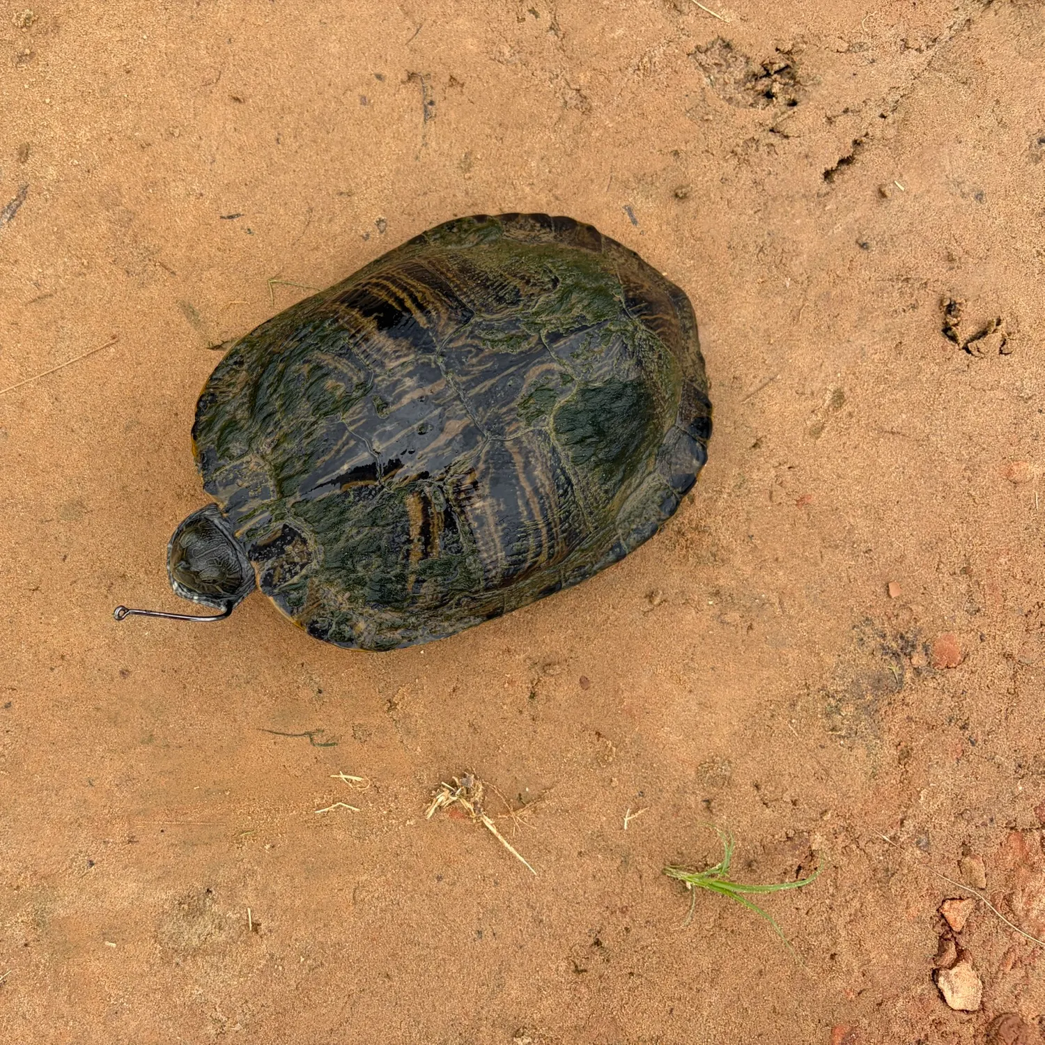 Painted turtle caught on Fishbrain