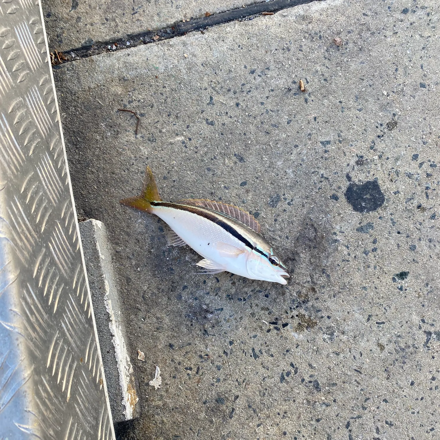 The most recent Striped whiptail catches on Fishbrain