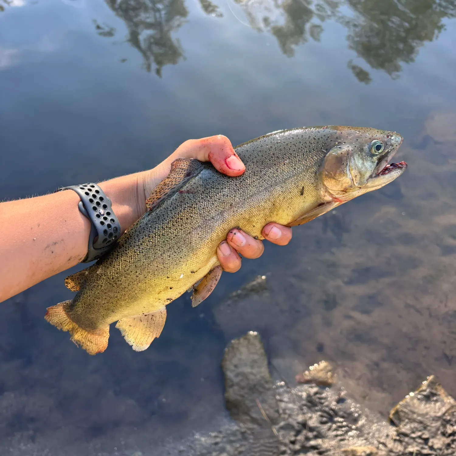 The most recent Gila trout catches on Fishbrain