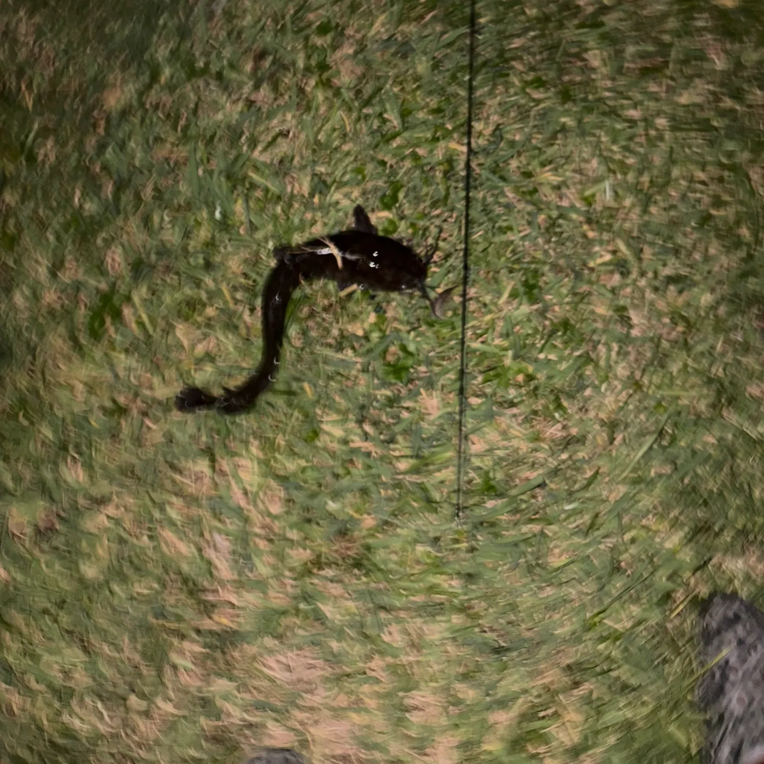 The most recent Walking catfish catches on Fishbrain