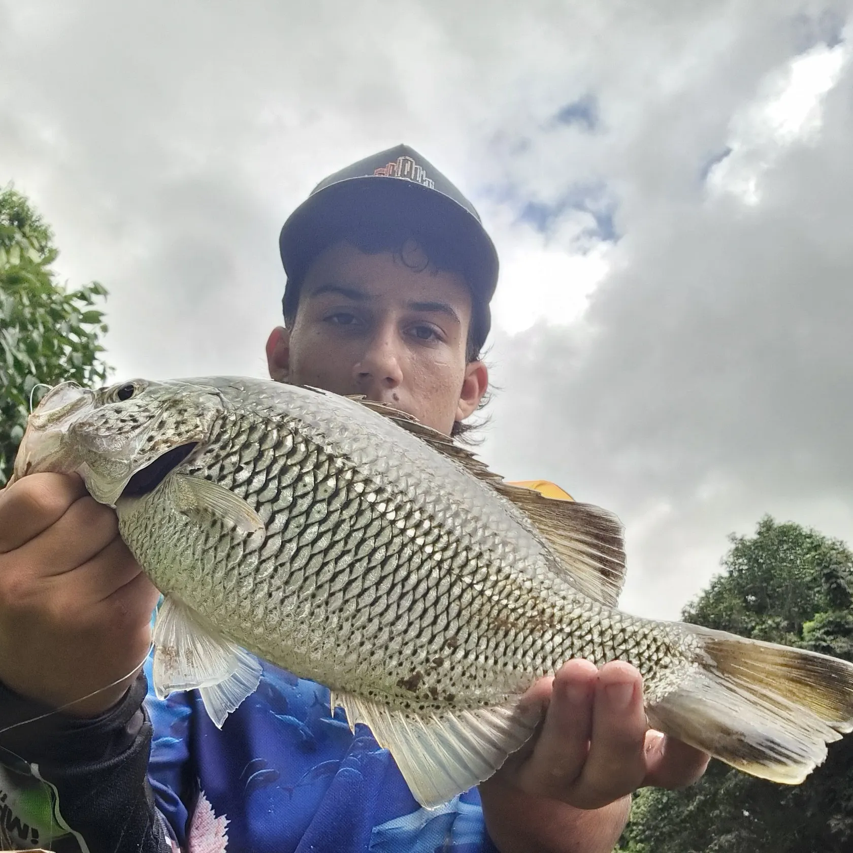 The most recent Rock flagtail catches on Fishbrain